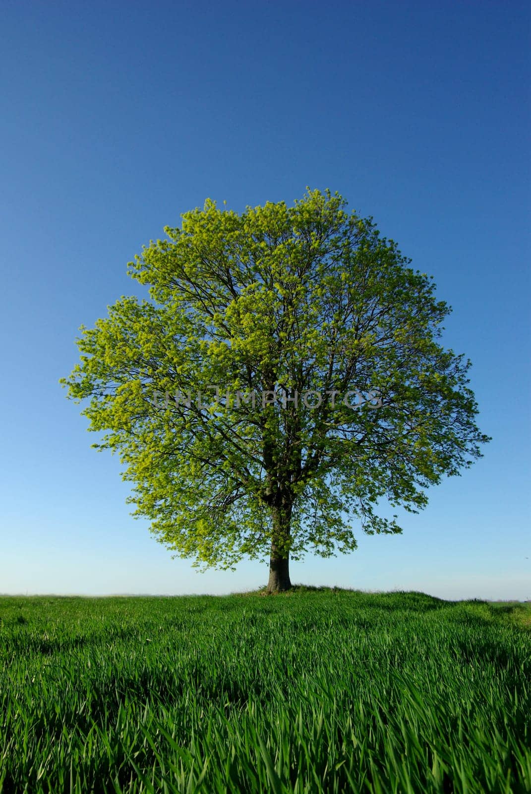Blooming linden