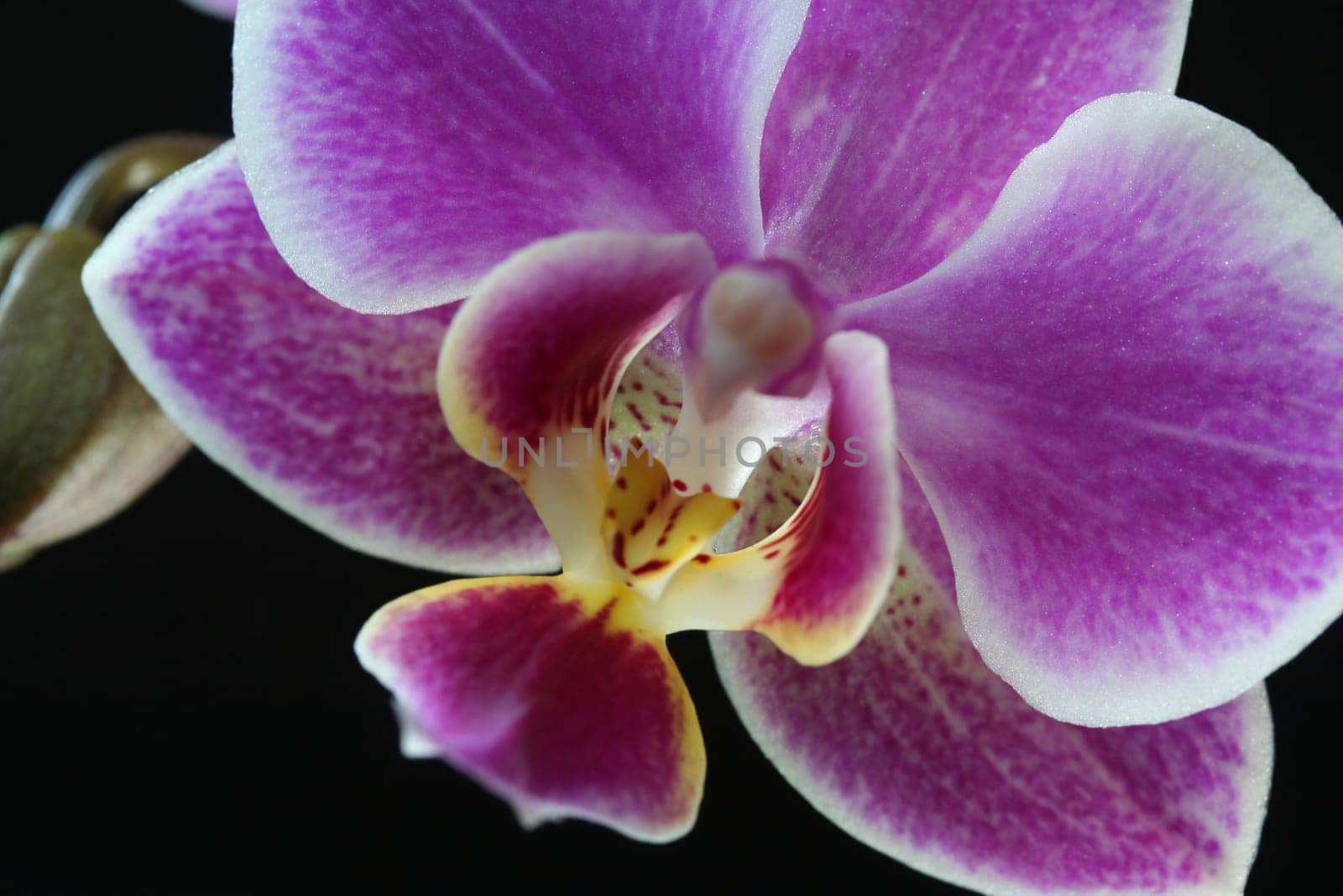Orchid blossom