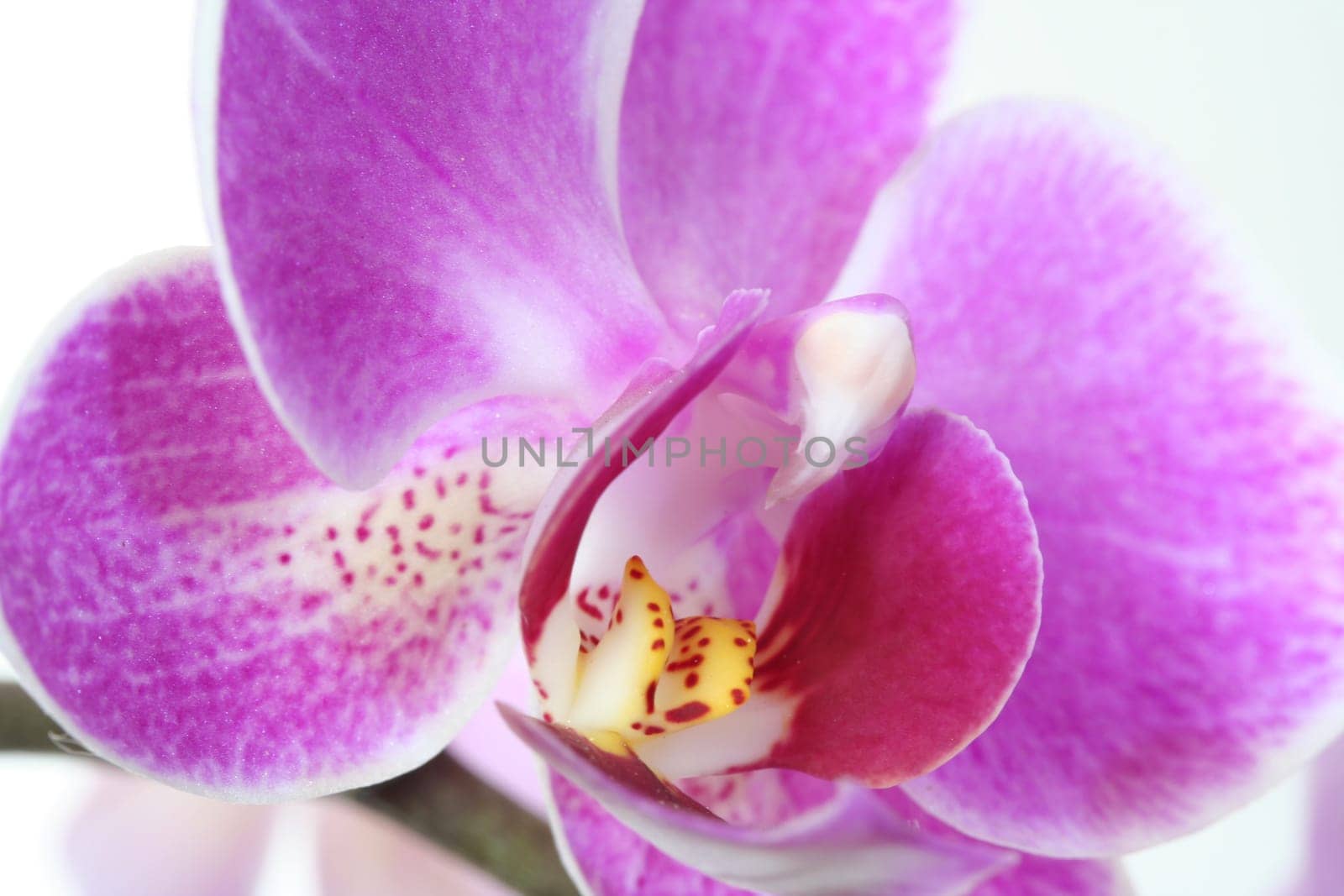 Orchid blossom