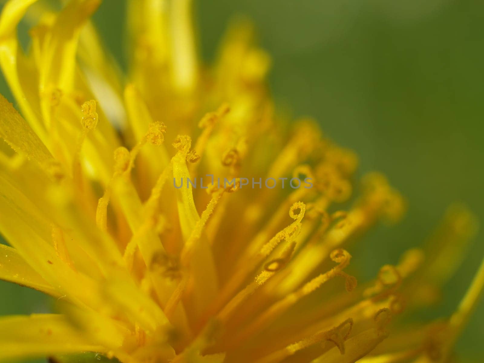 Dandelions up close