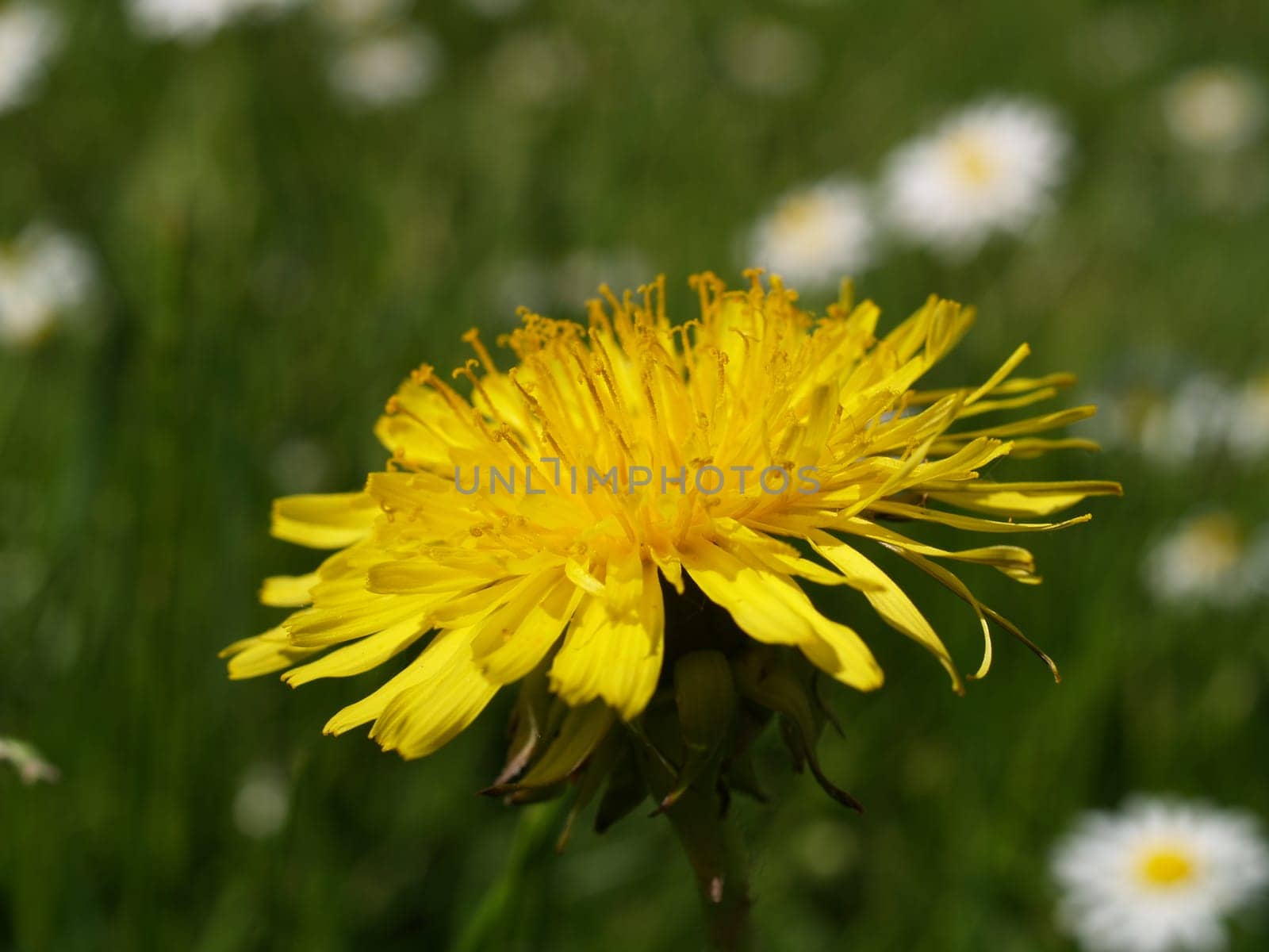 Dandelion