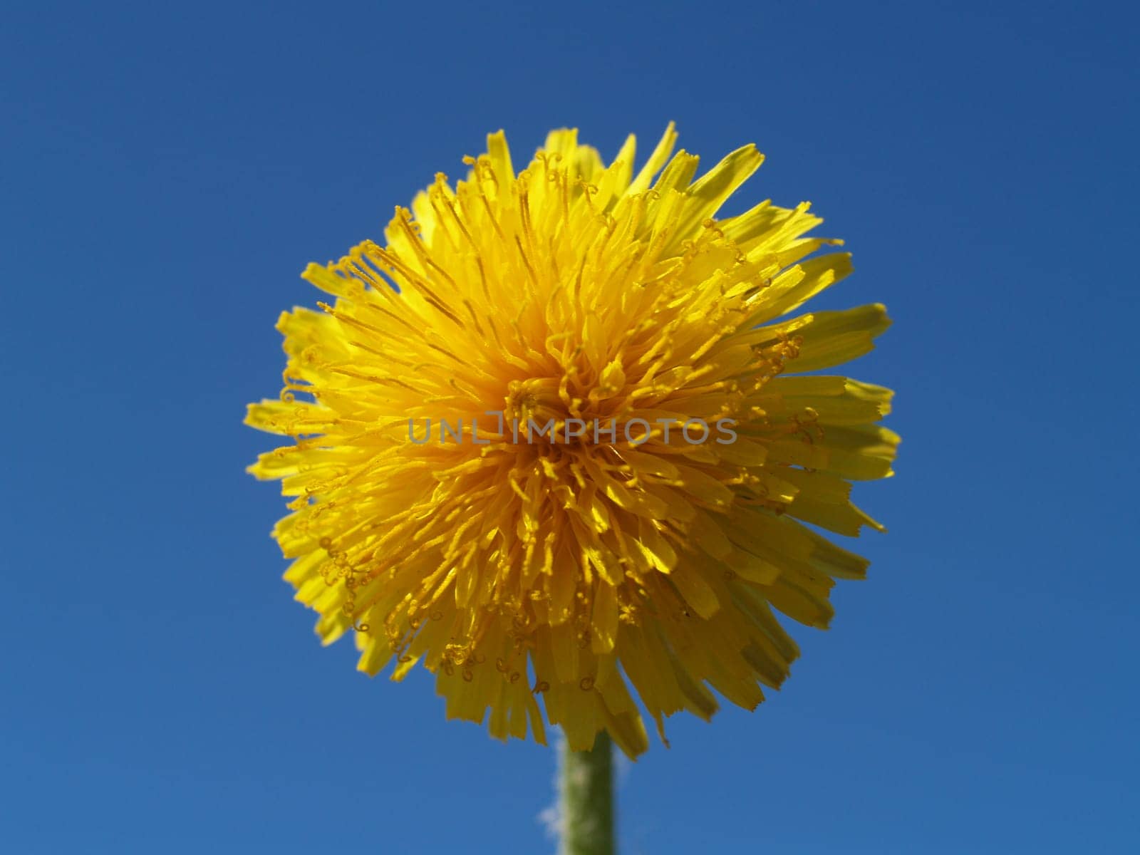 Dandelion