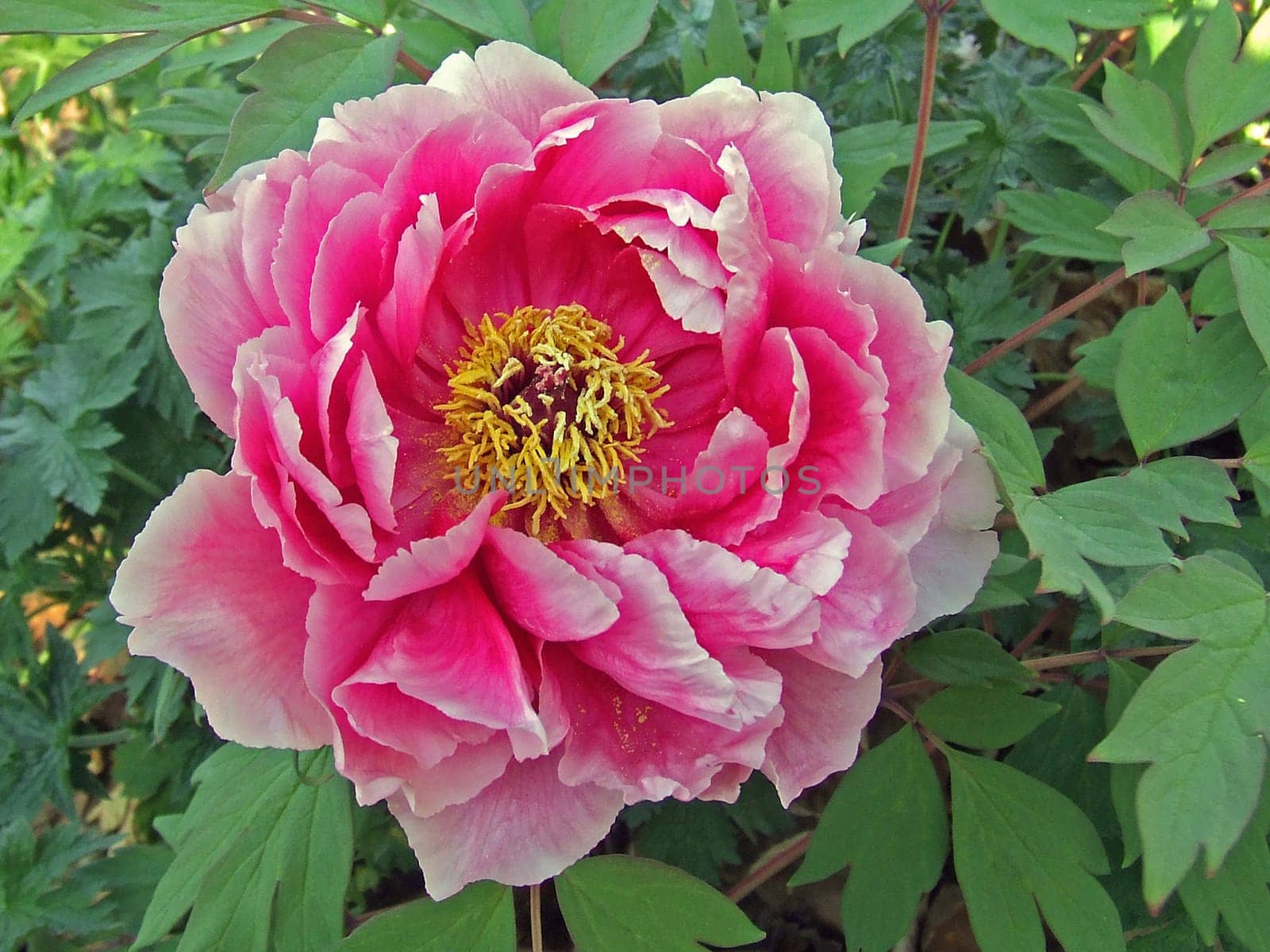 Peony