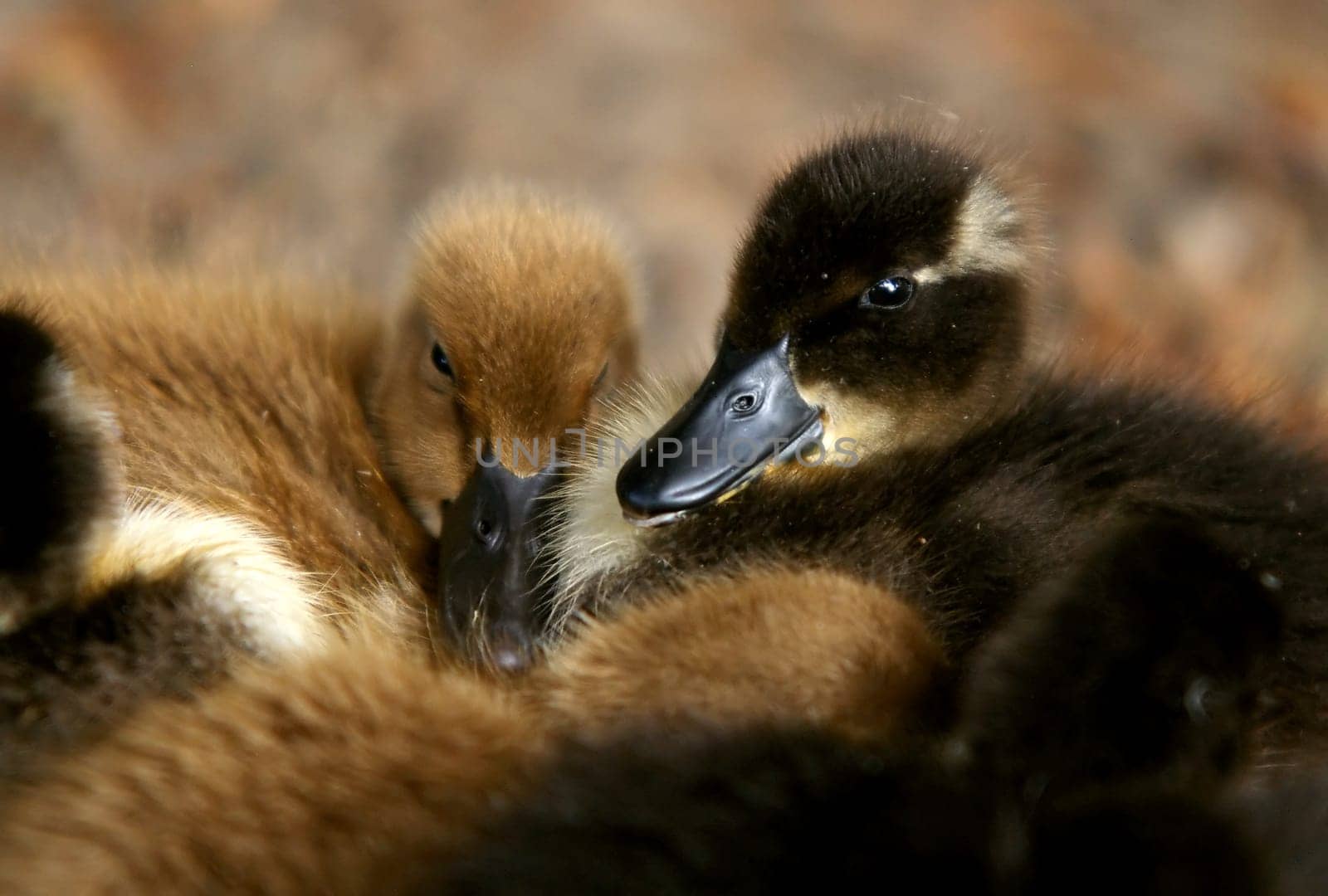 Cuddly ducks