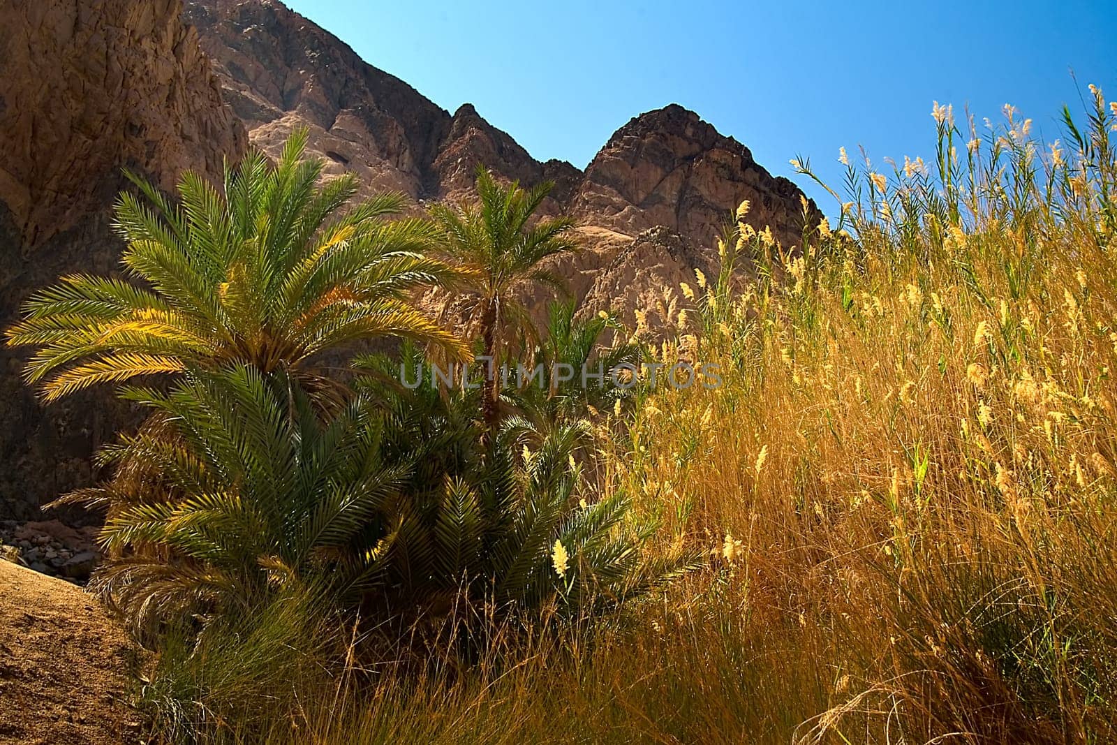 The desert is blooming