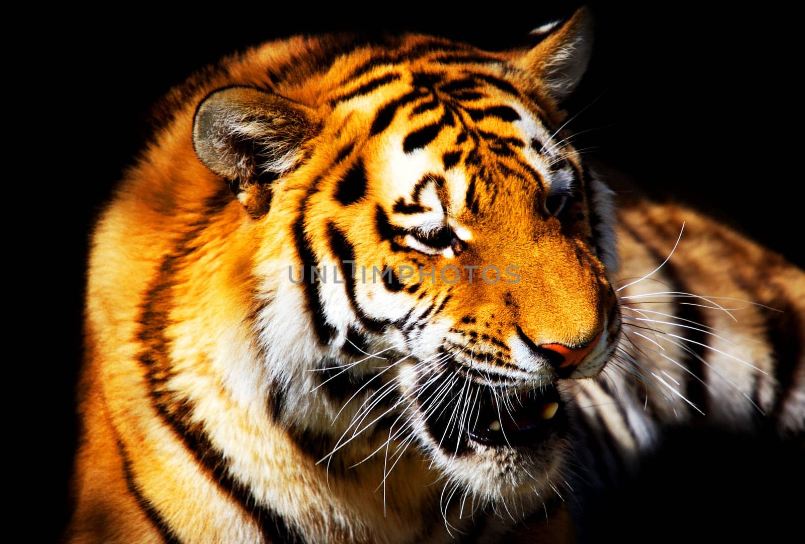 Sumatran Tiger