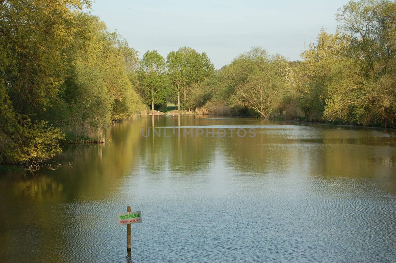 Afternoon at the pond