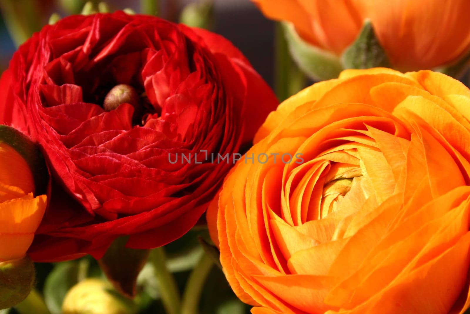 Ranunculus (7)
