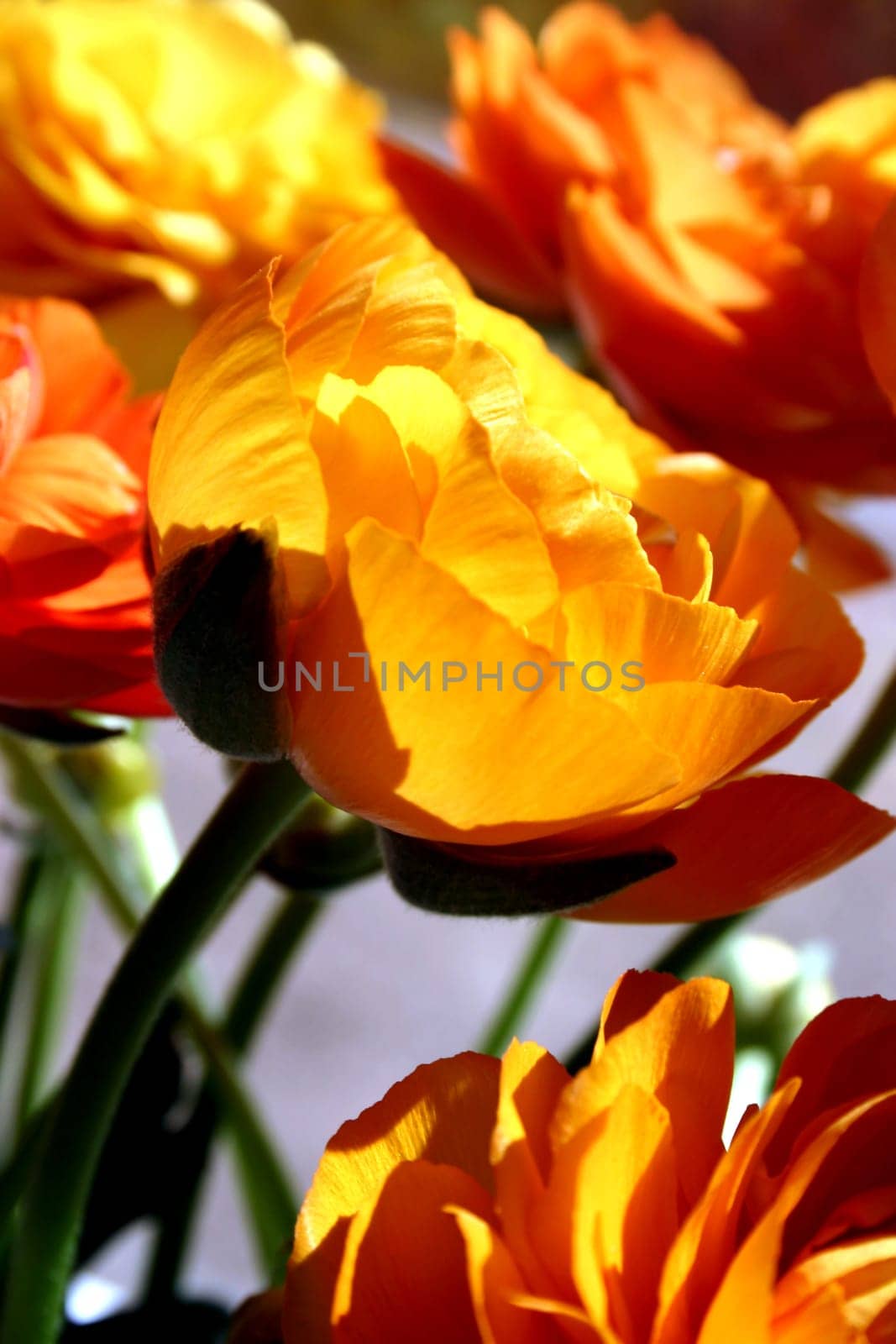 Ranunculus (12)