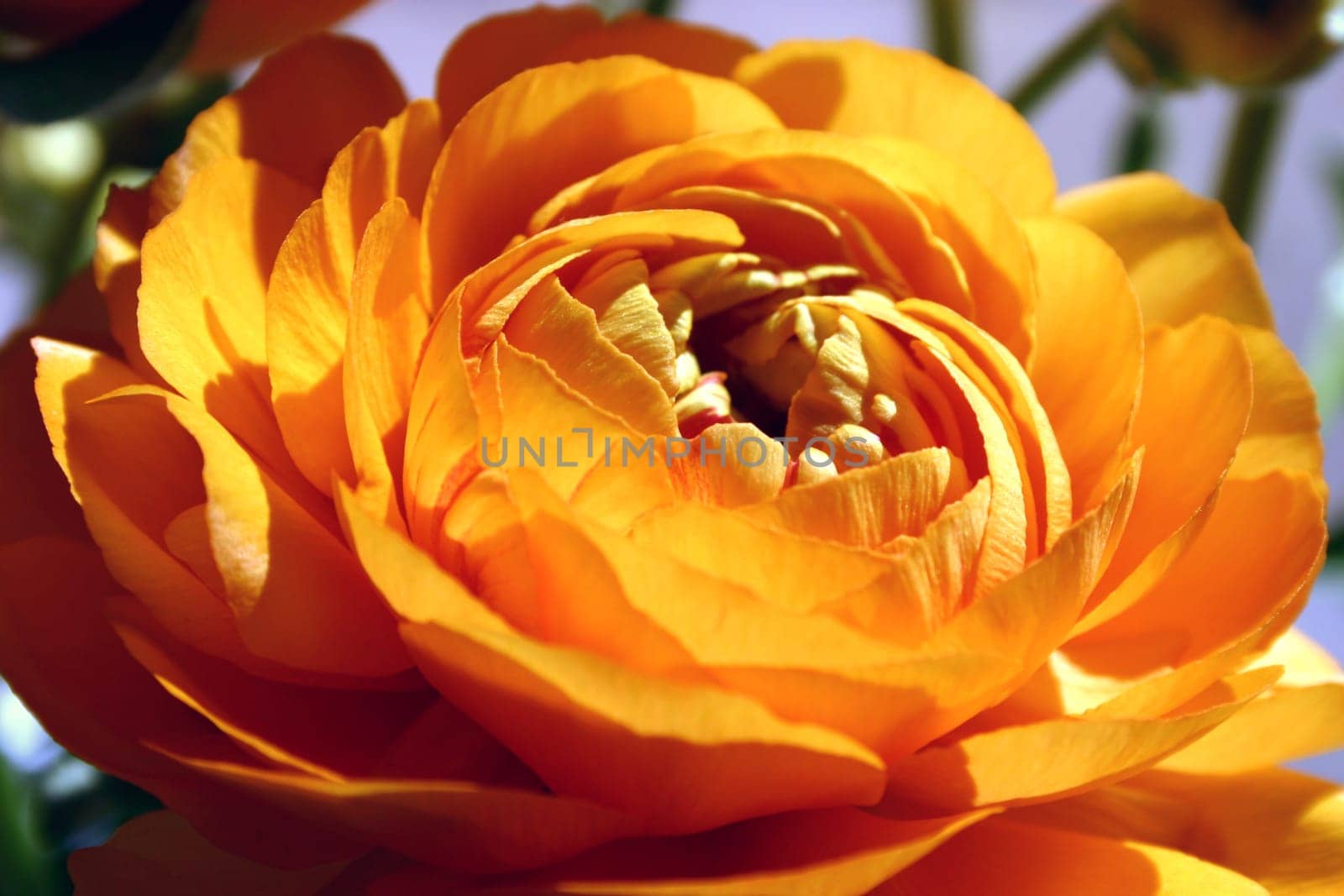 Ranunculus (8)
