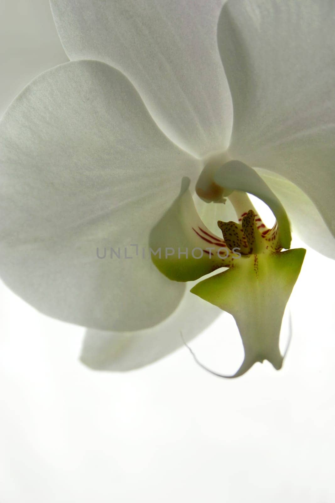 orchid