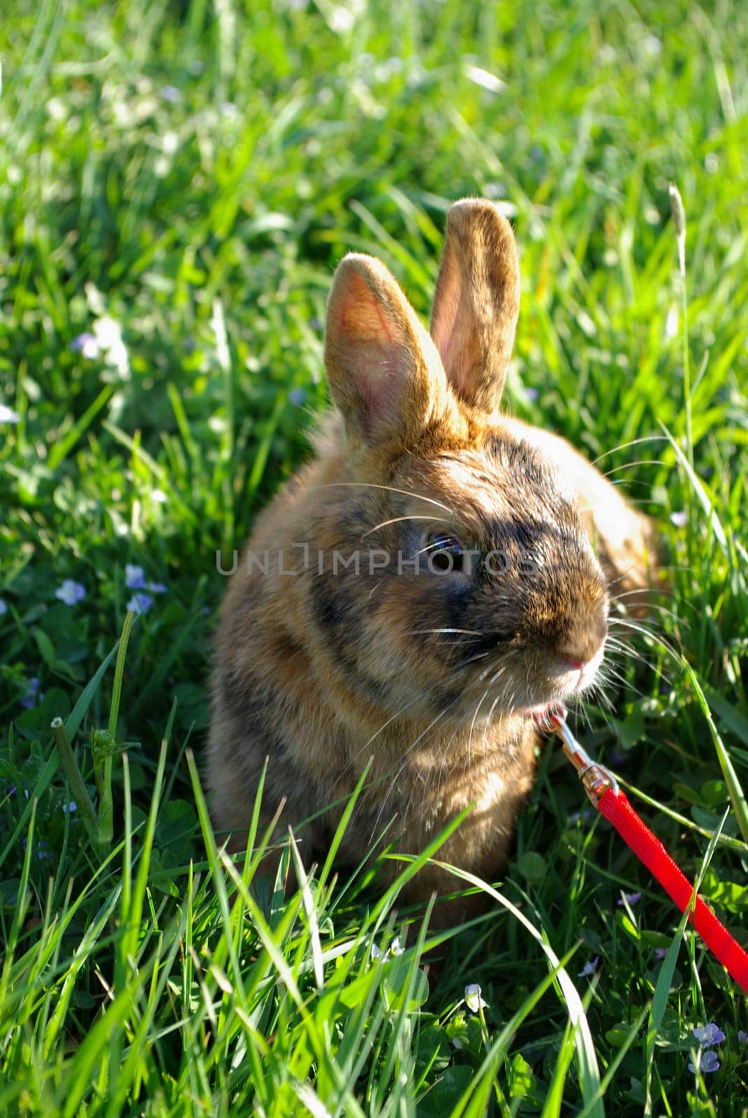 Bunny on a leash