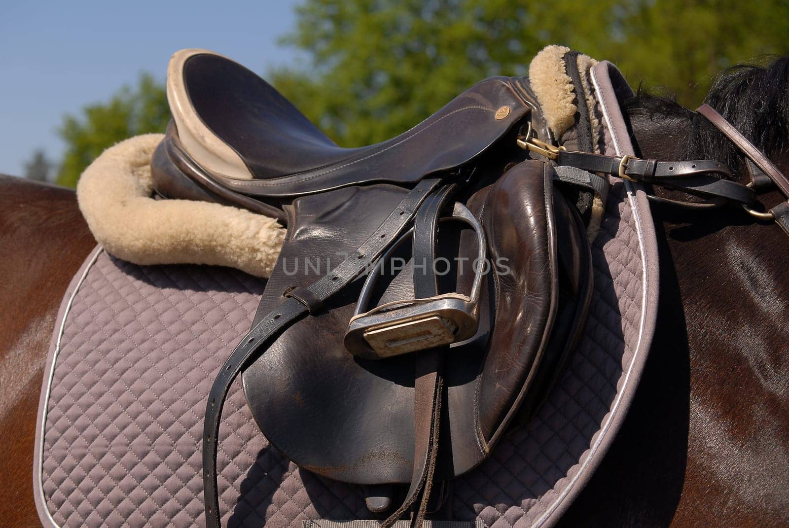 Saddle