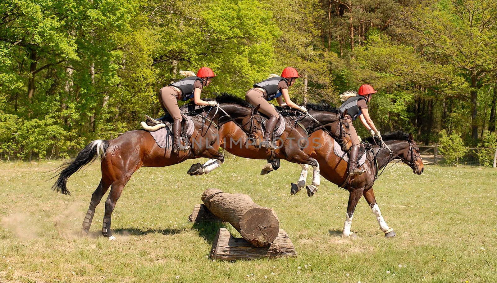 Show jumping
