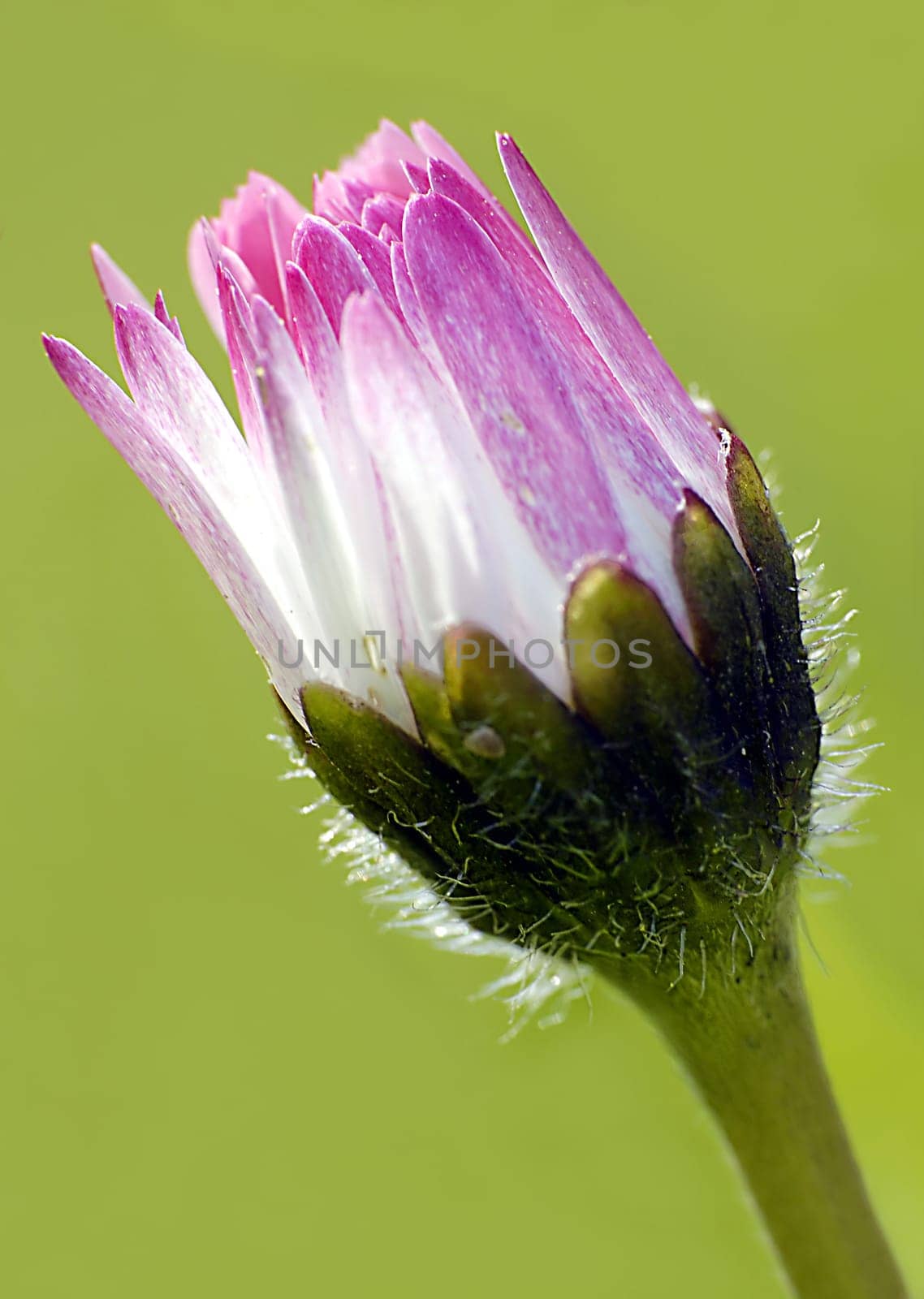 The daisy is a perennial herbaceous plant that reaches heights of up to 10 centimeters. The leaves grow in a dense rosette of leaves. They are spatulate to obovate oval in shape. The leaves are between one and six