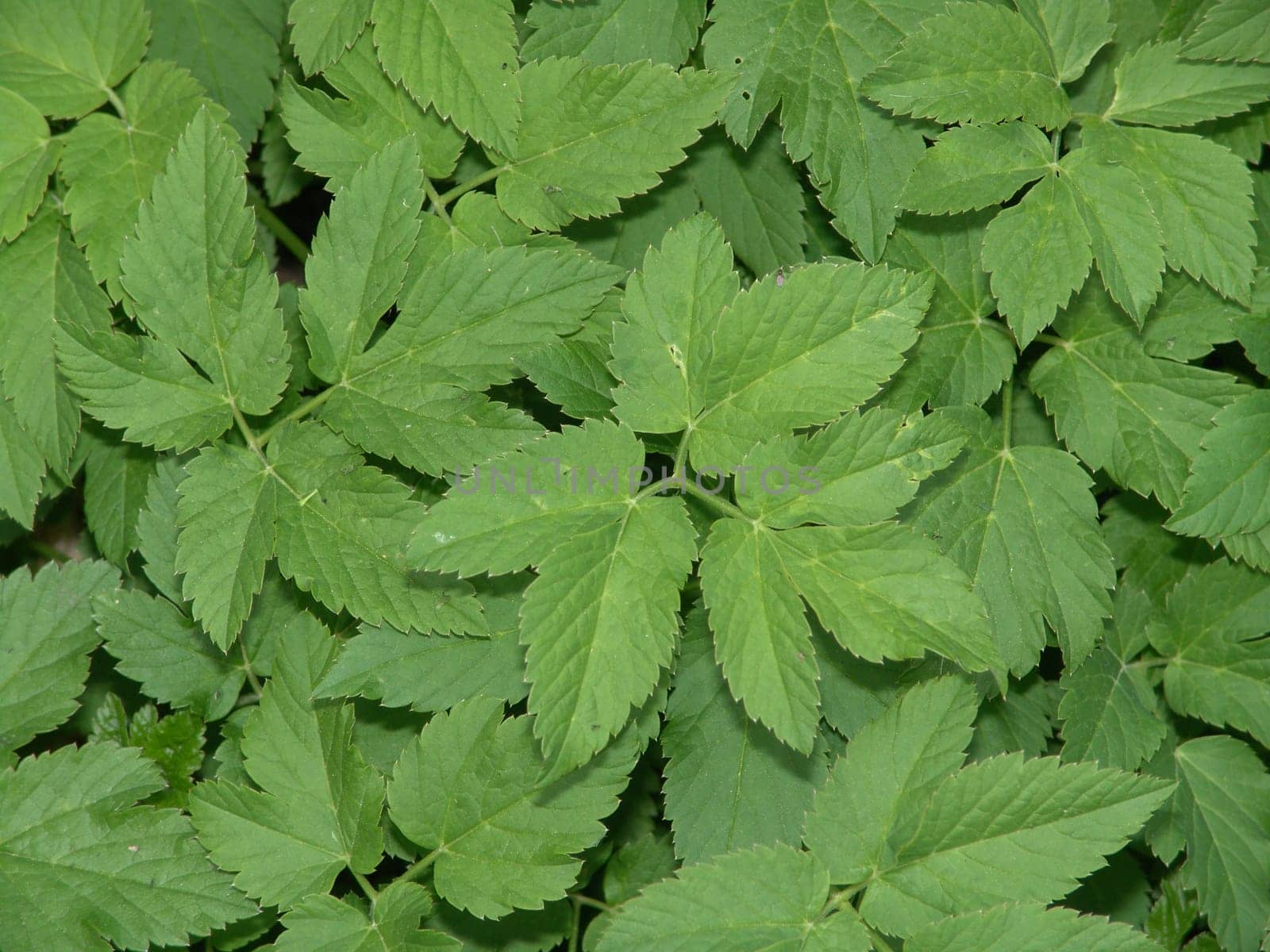 Goutweed