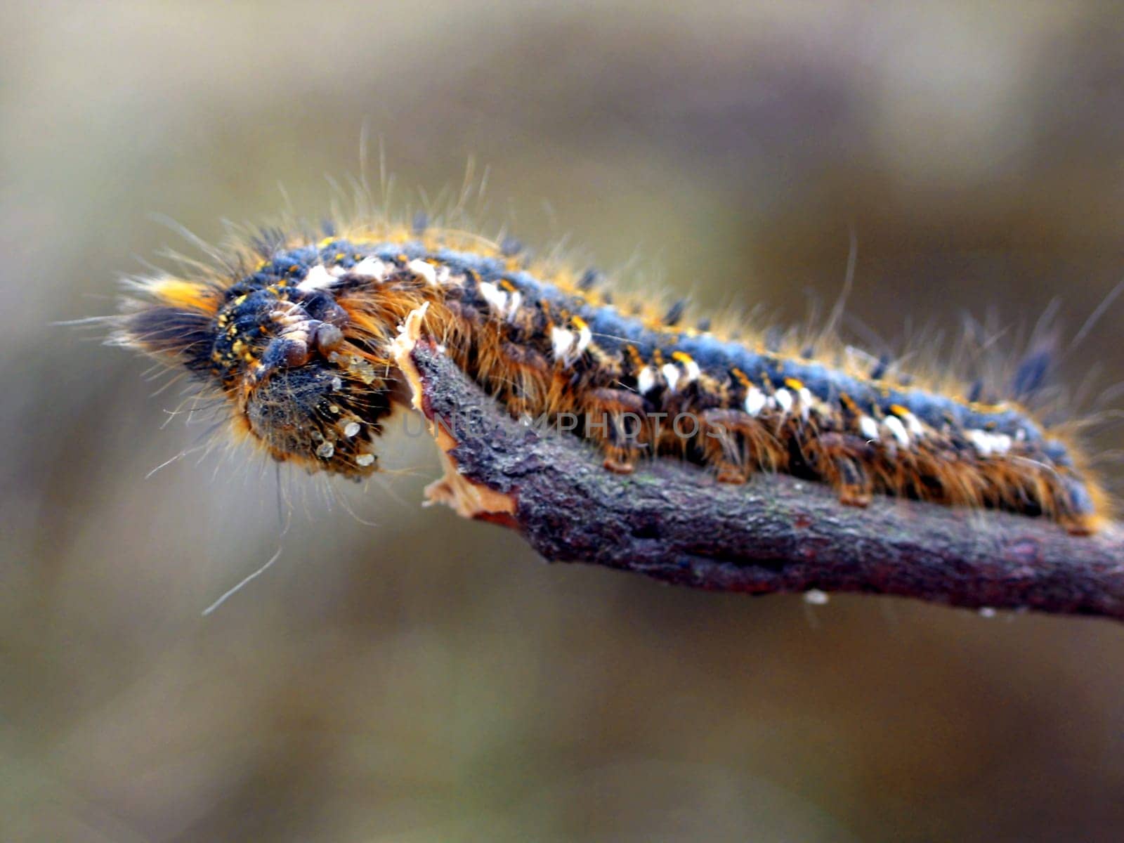 Iroquois caterpillar