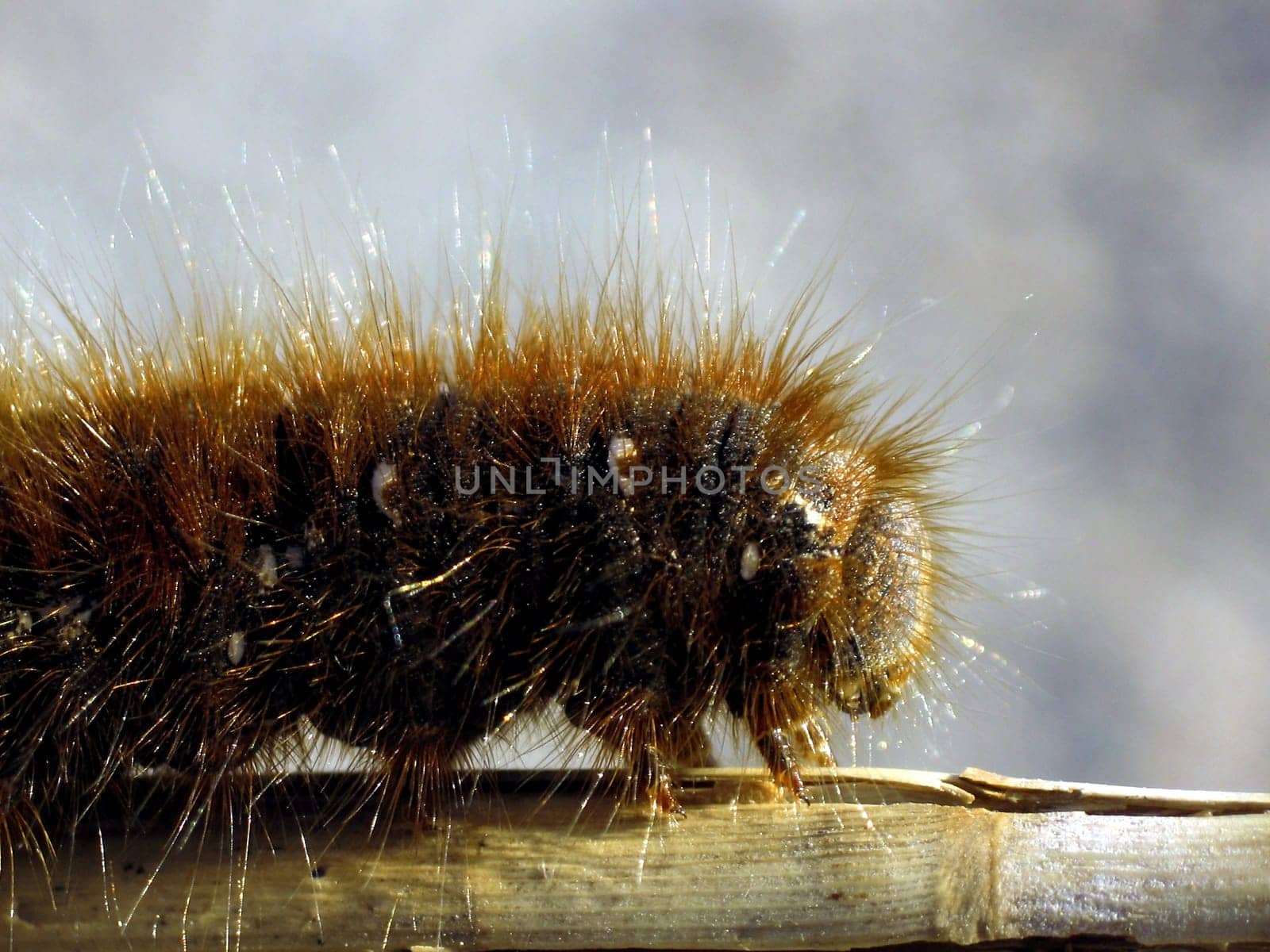 Unfortunately,could not determine this caterpillar. It grows very large (approx.8cm) and was taken by me in a heathland. Maybe one of you can help me. THANK YOU!