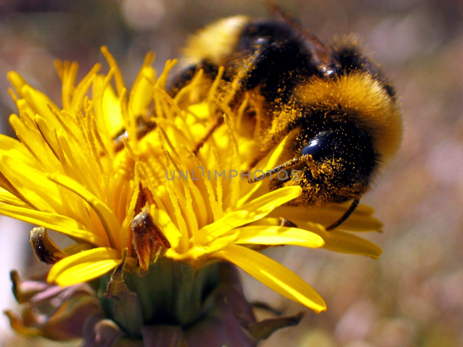 Dark bumblebee