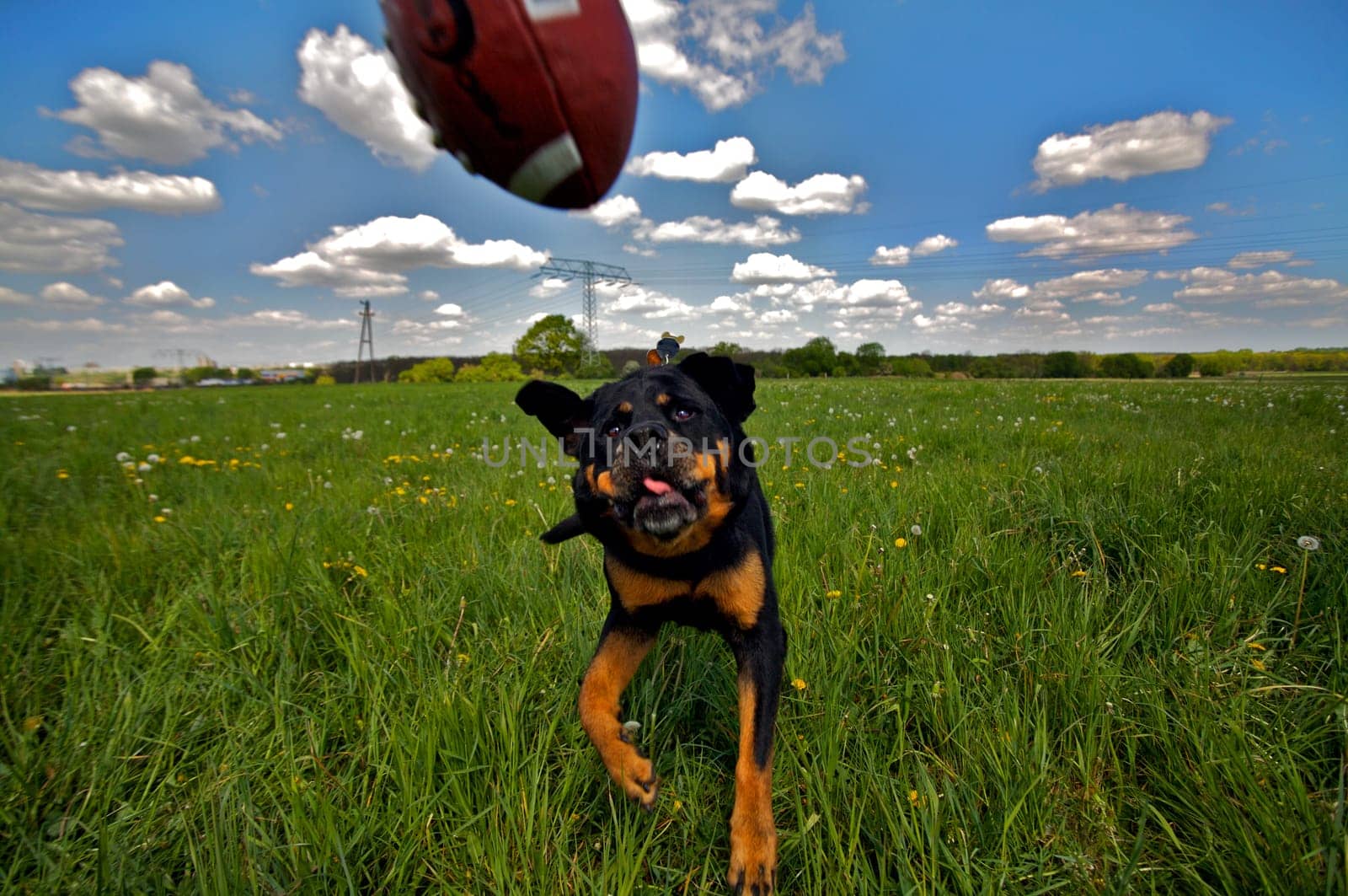 The photo was taken about 1/1000 of a second before the ball hit my head -) My girl hadn't caught him properly or nudged him back on purpose -)  LG to ALL   by Andi