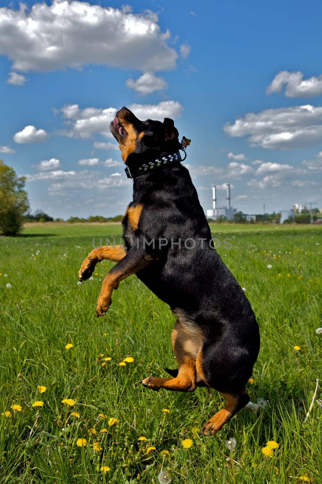 The funniest thing about the photo is the position of her hind legs -) That was really a super nice day with FUN FUN FUN!