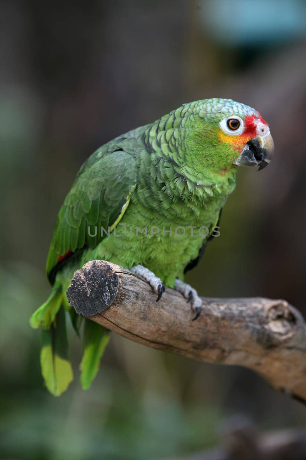 Linguistically gifted and very curious bird