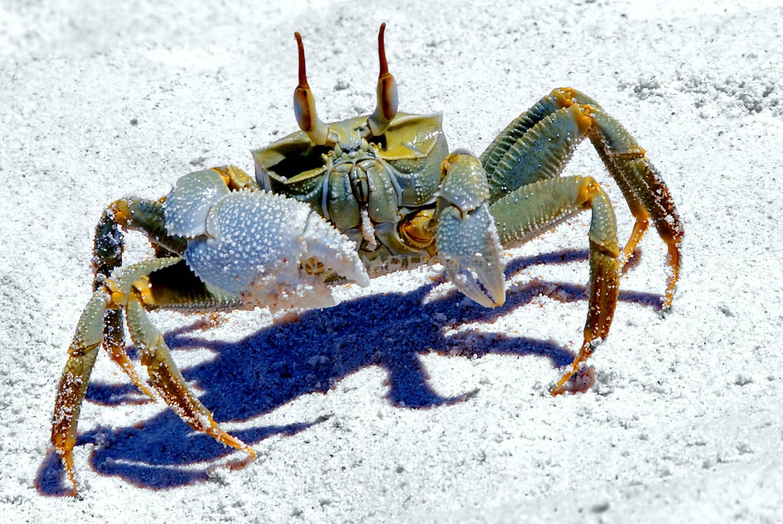 The distribution area of equestrian crab is huge,it stretches from the East African coast to Hawaii. In the Seychelles,this species can be found on Mahé and Praslin,among other places,but also on Bird Island. The tanks of this cavalry kra