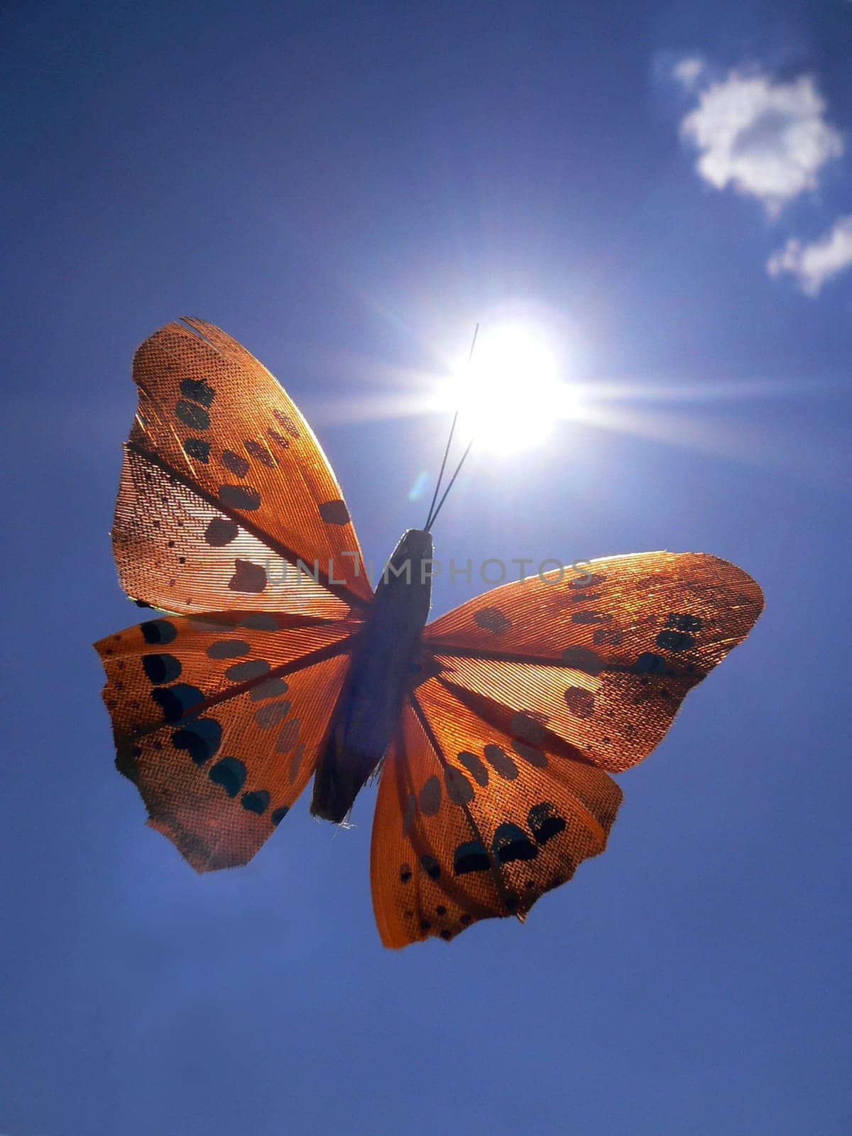 butterfly in the sun