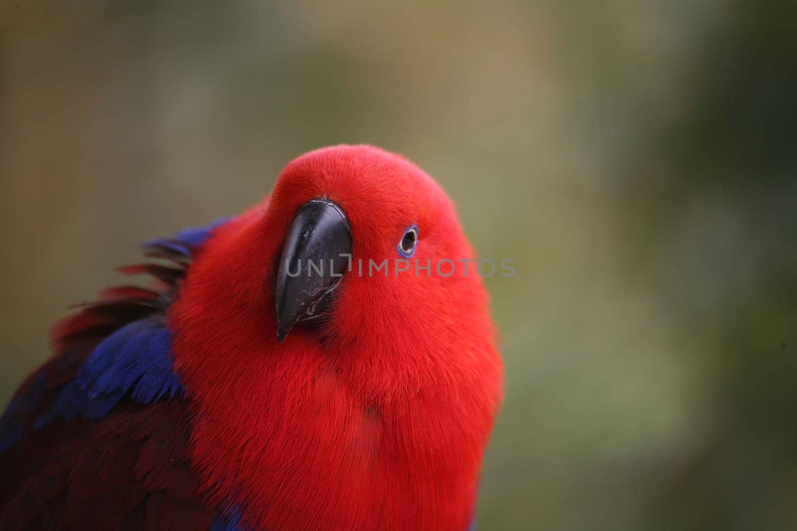 Eclectus roratus (female) - the male is completely different in color (green with red flanks and yellow upper beak). Because of these different colorations,males and females used to be mistaken for different species.