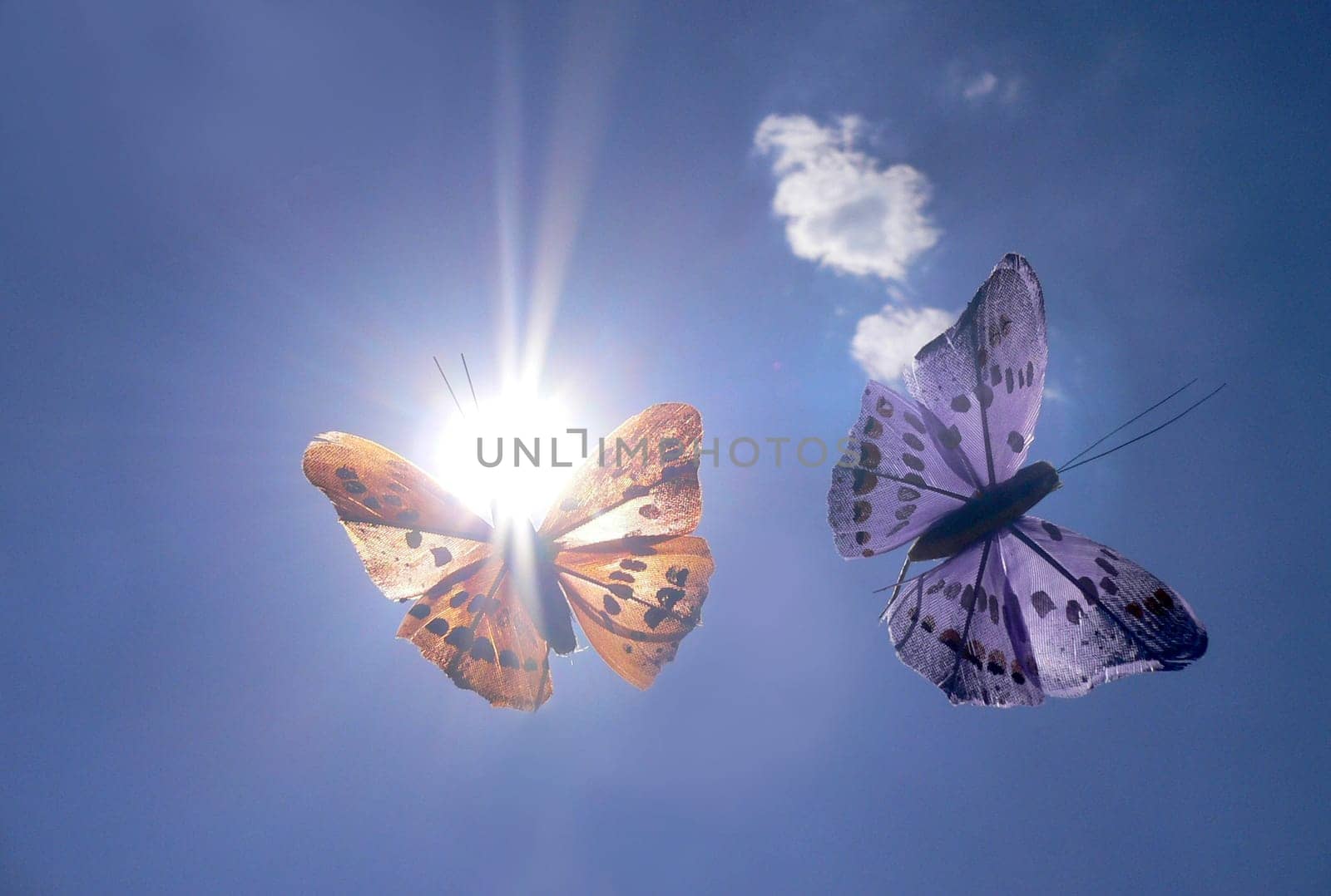 butterfly in the sun 3