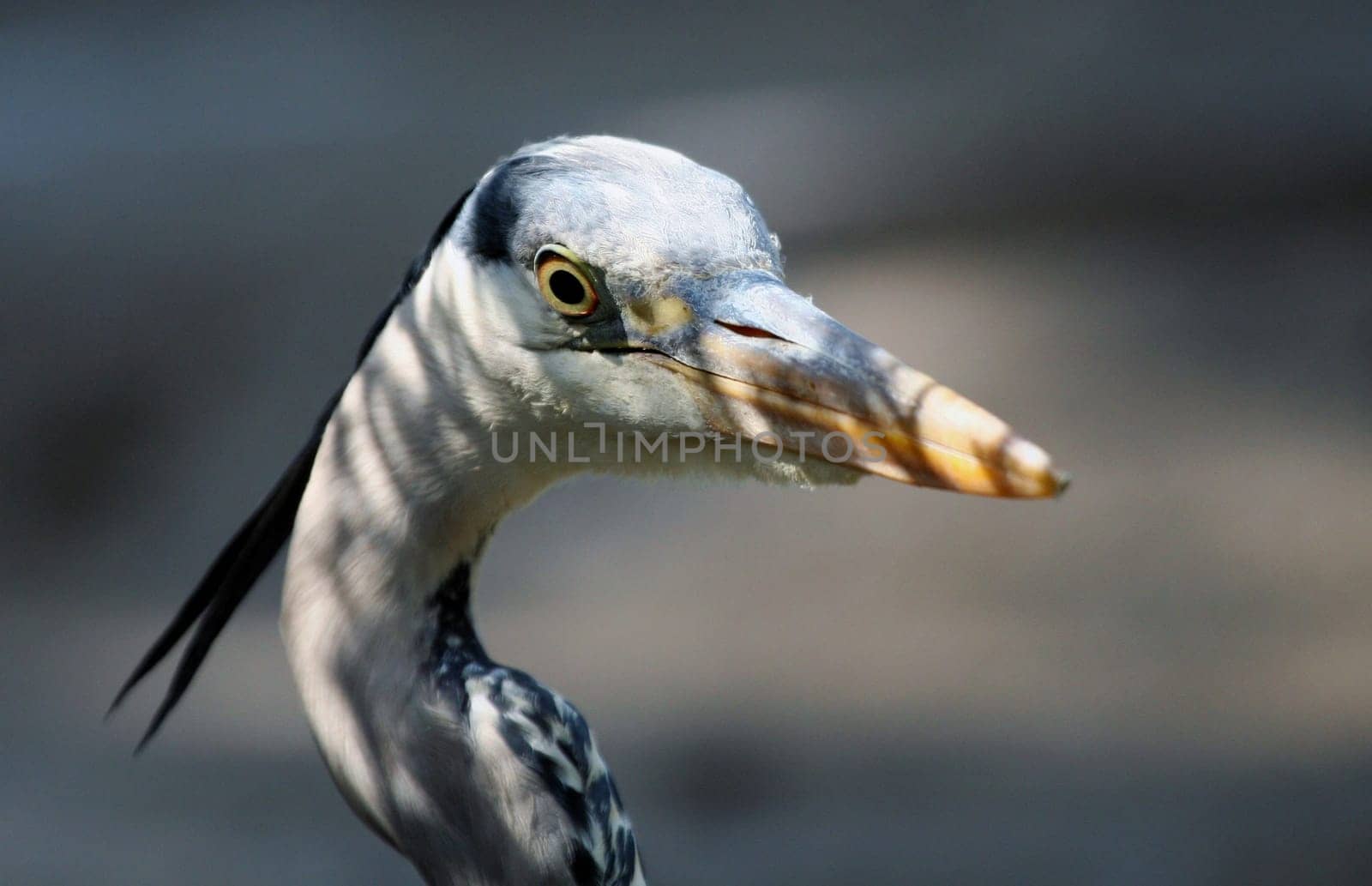 Heron Portrait