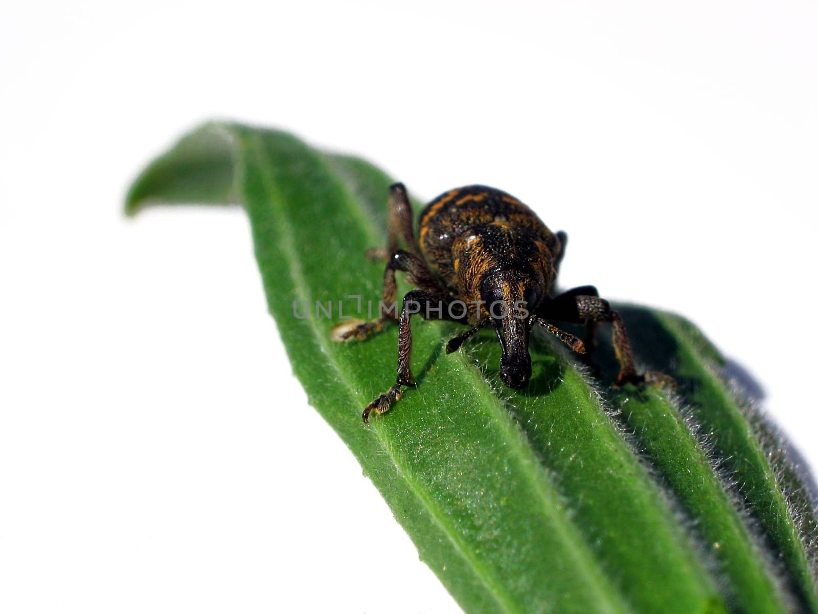Pine weevil