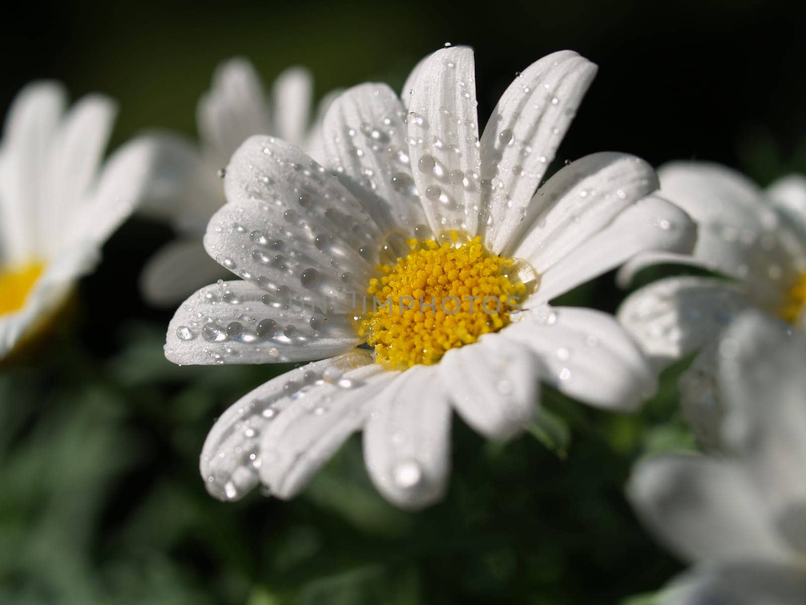 Margarite with drops of water