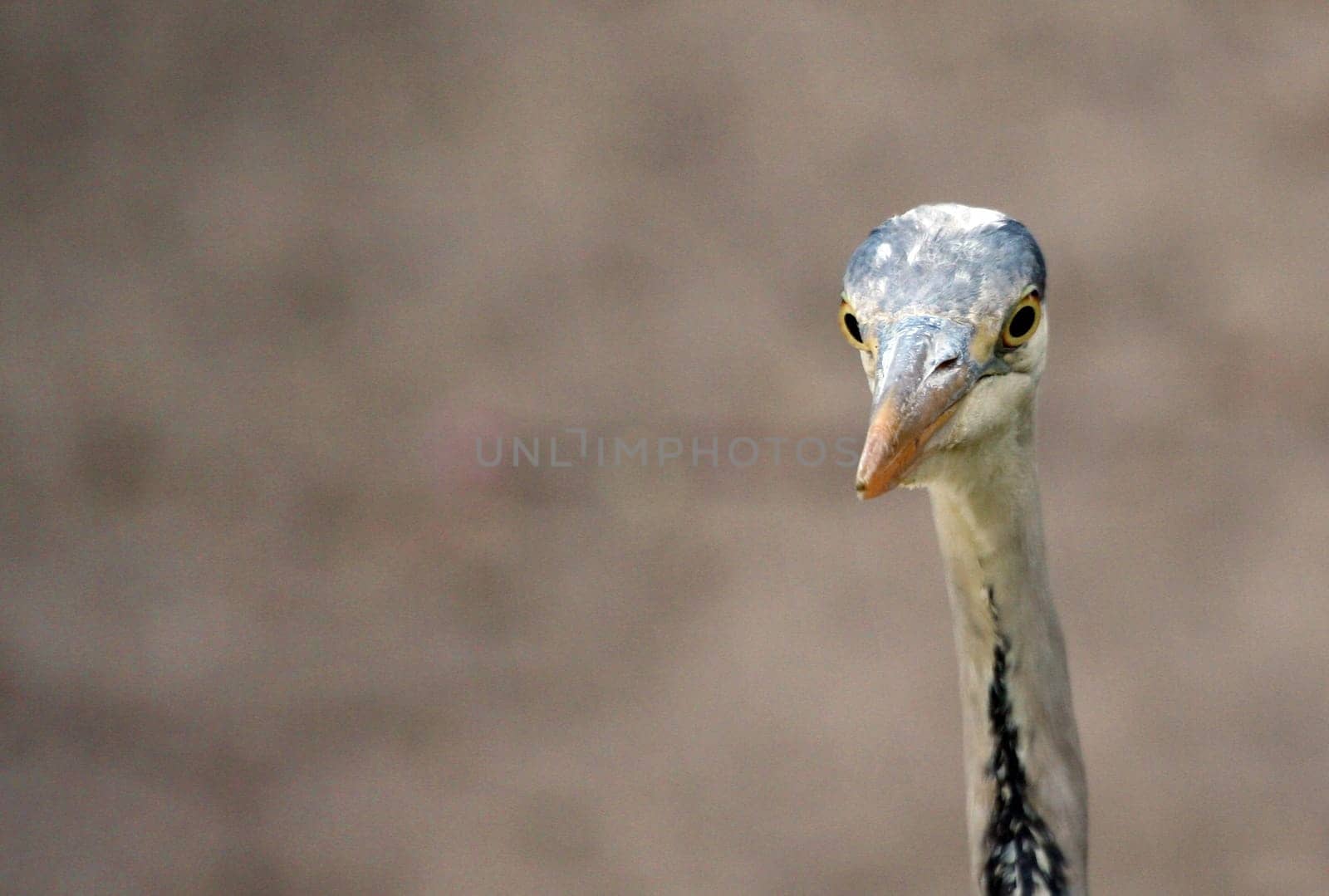- thin neck -