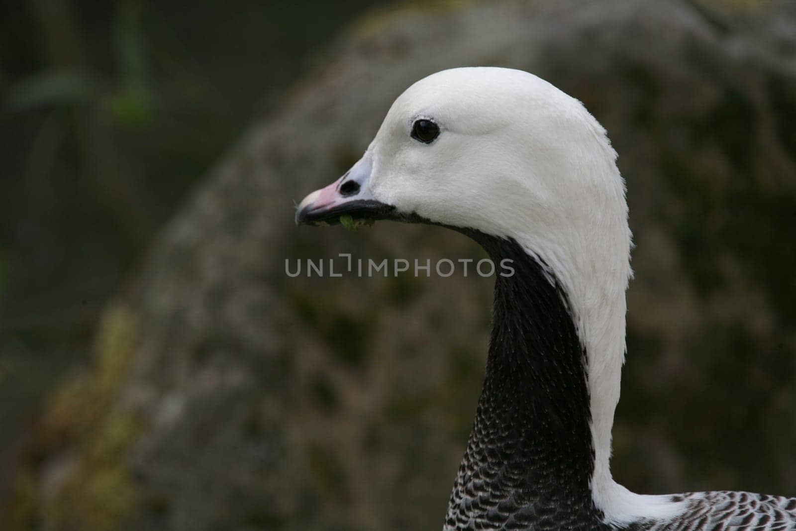 Emperor goose