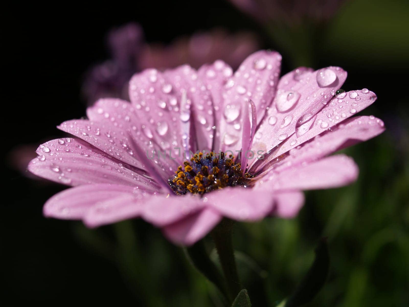 Cape cape with water droplets
