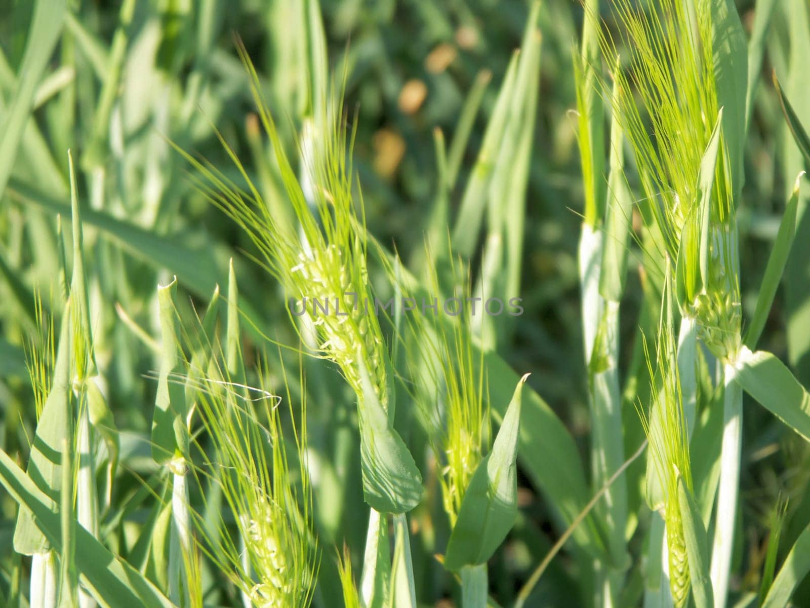 CEREALS,Hordeum vulgare,barley