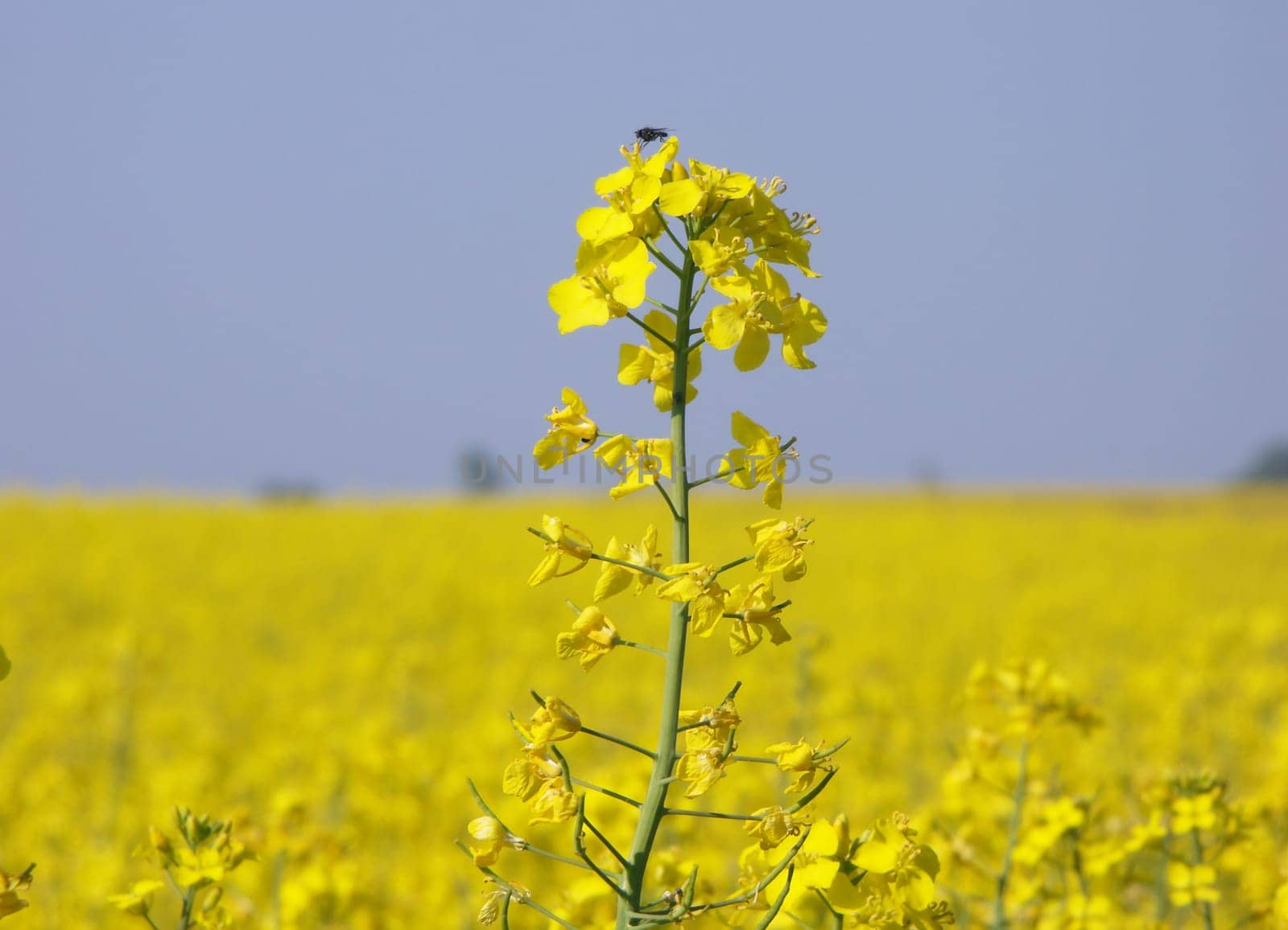 Rapeseed,lat. Brassica napus