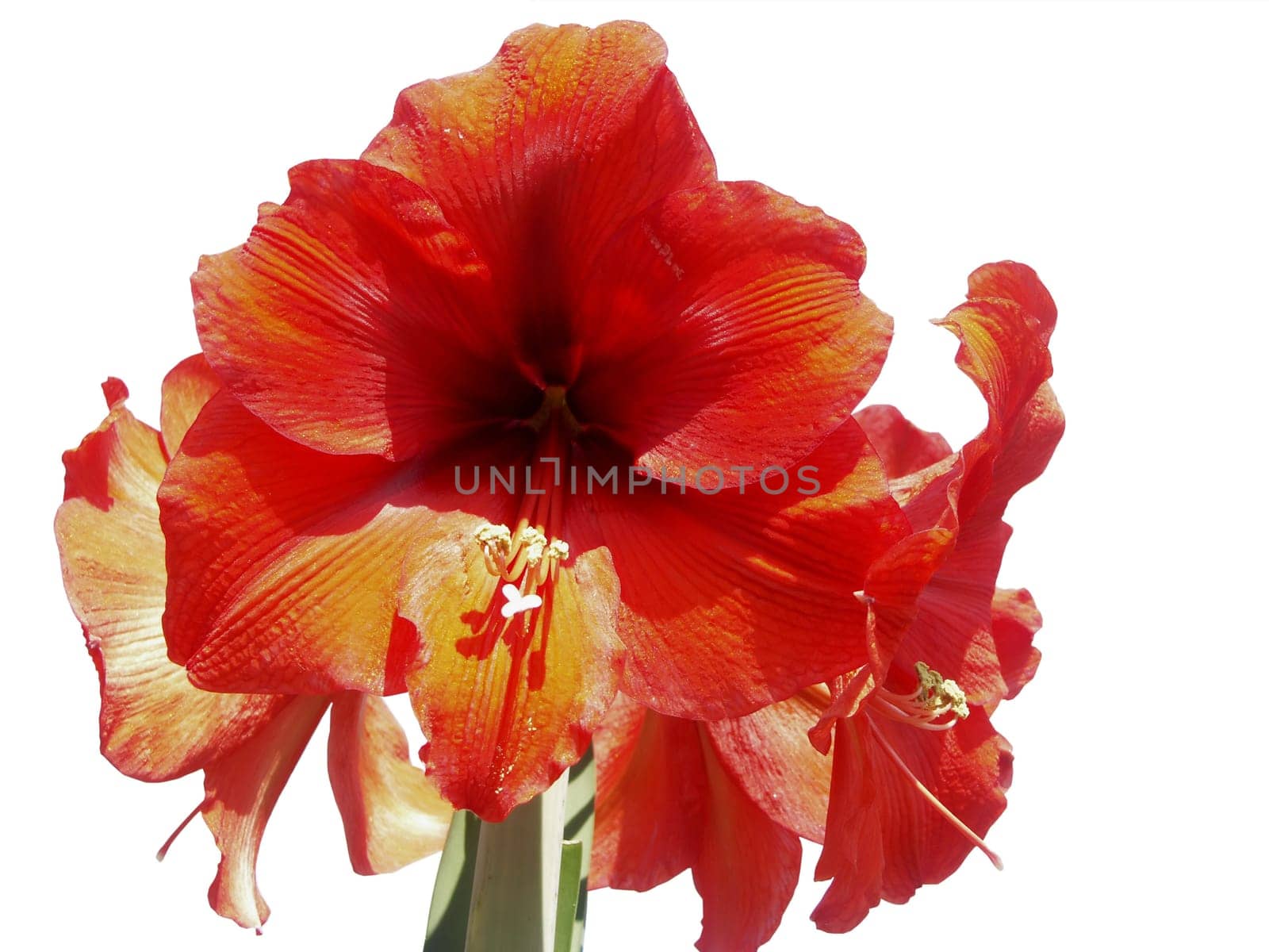 Knight's Star,Armaryllis