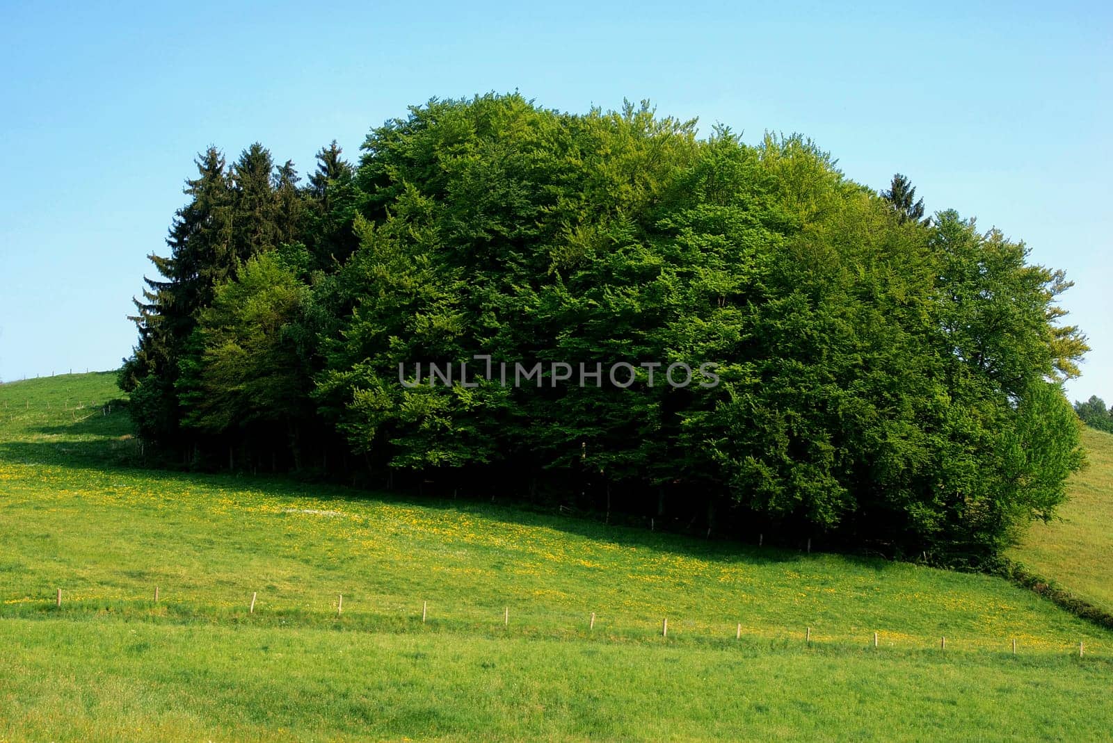Spring meadow