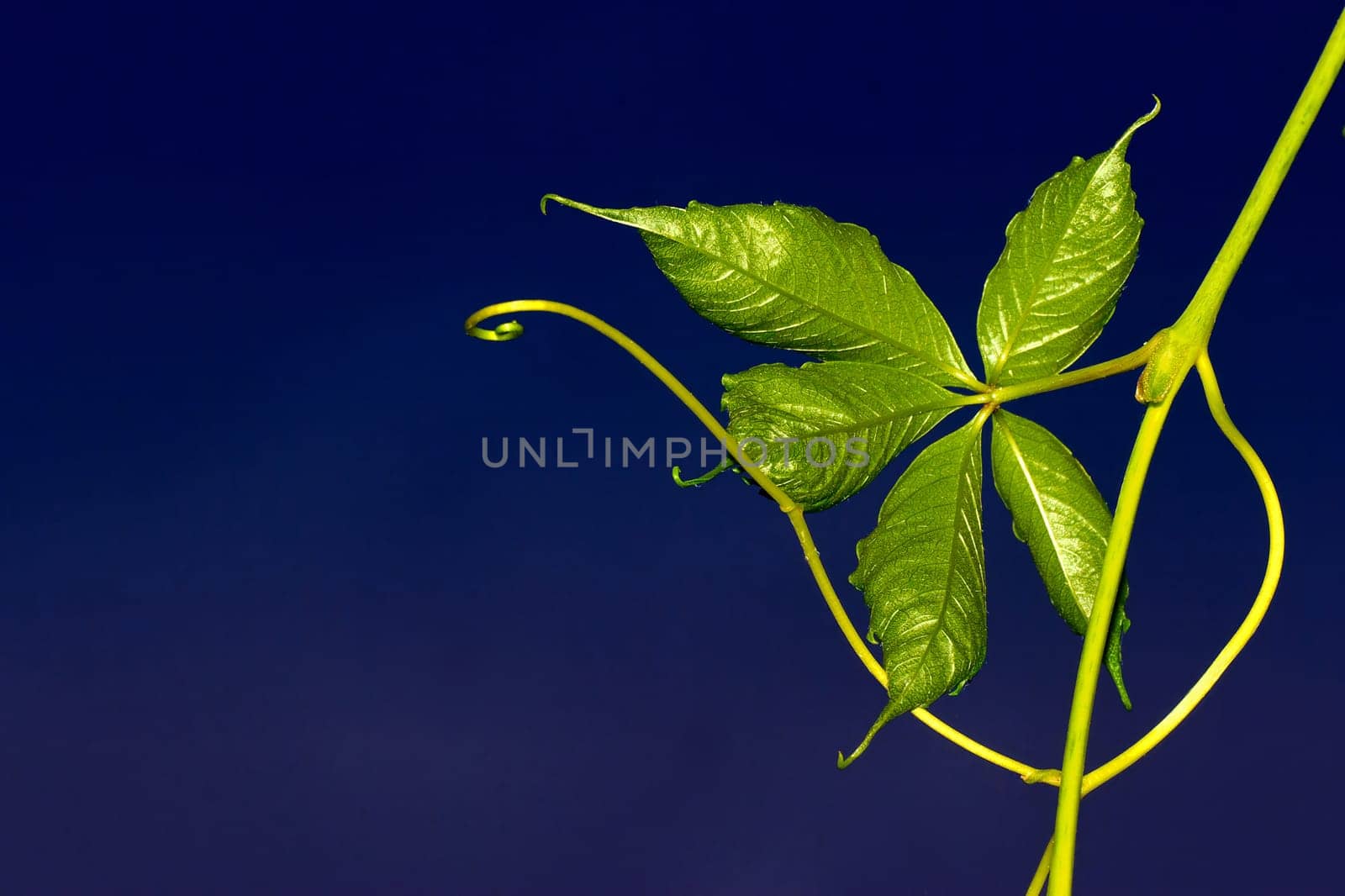Fresh shoots