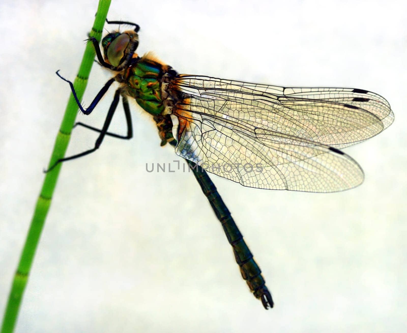 Dragonfly