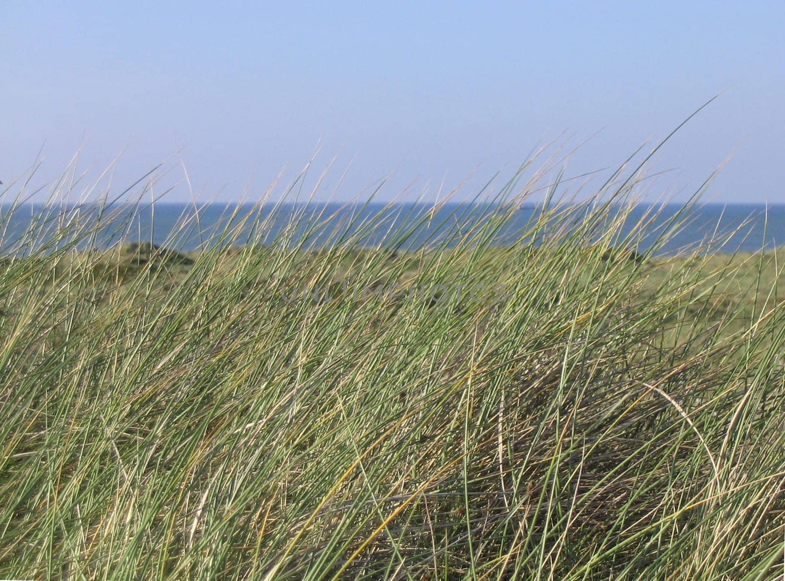 Dune grass