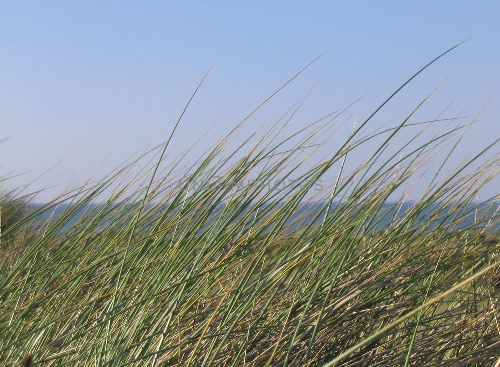 Seagrass2