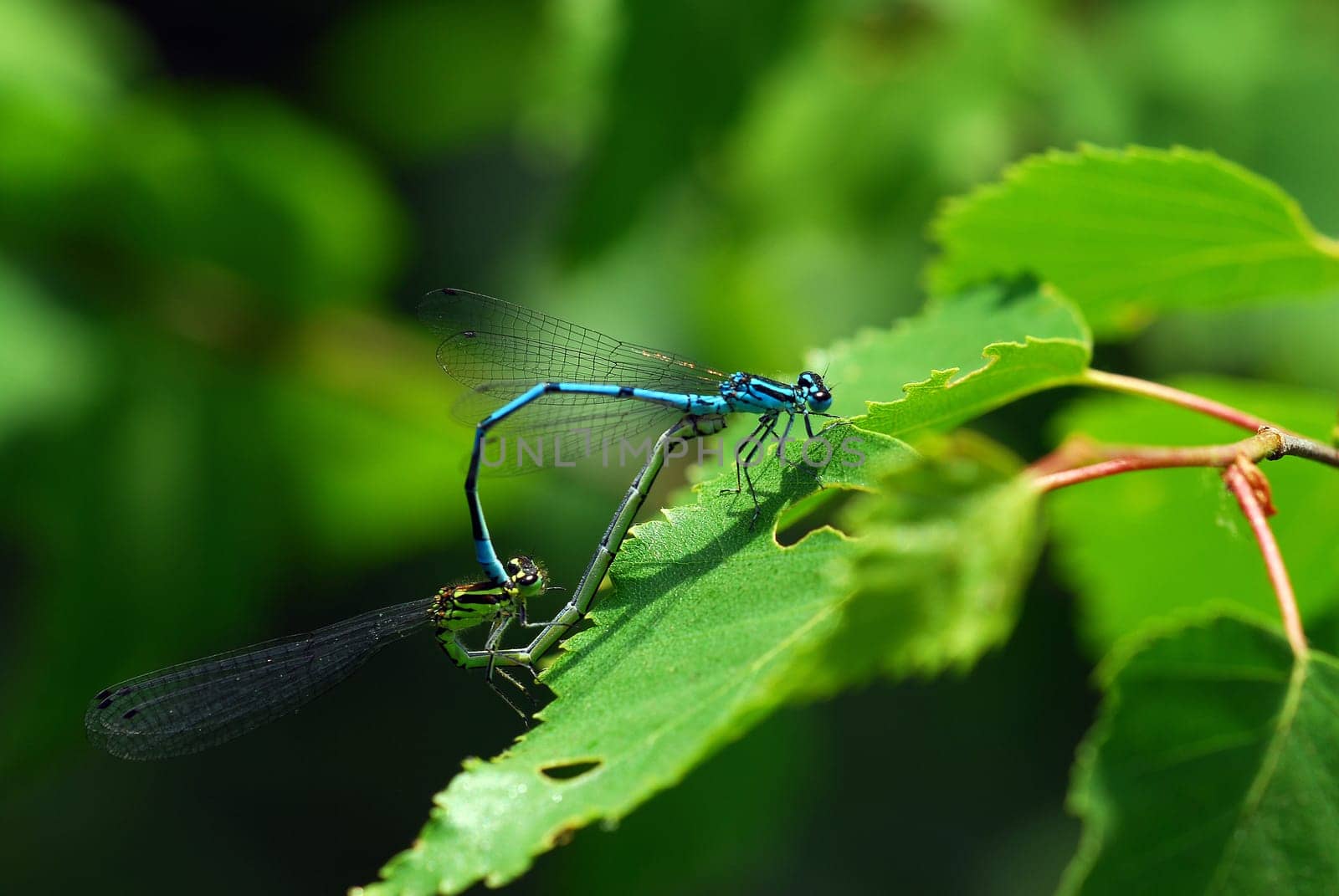 Pair of dragonflies