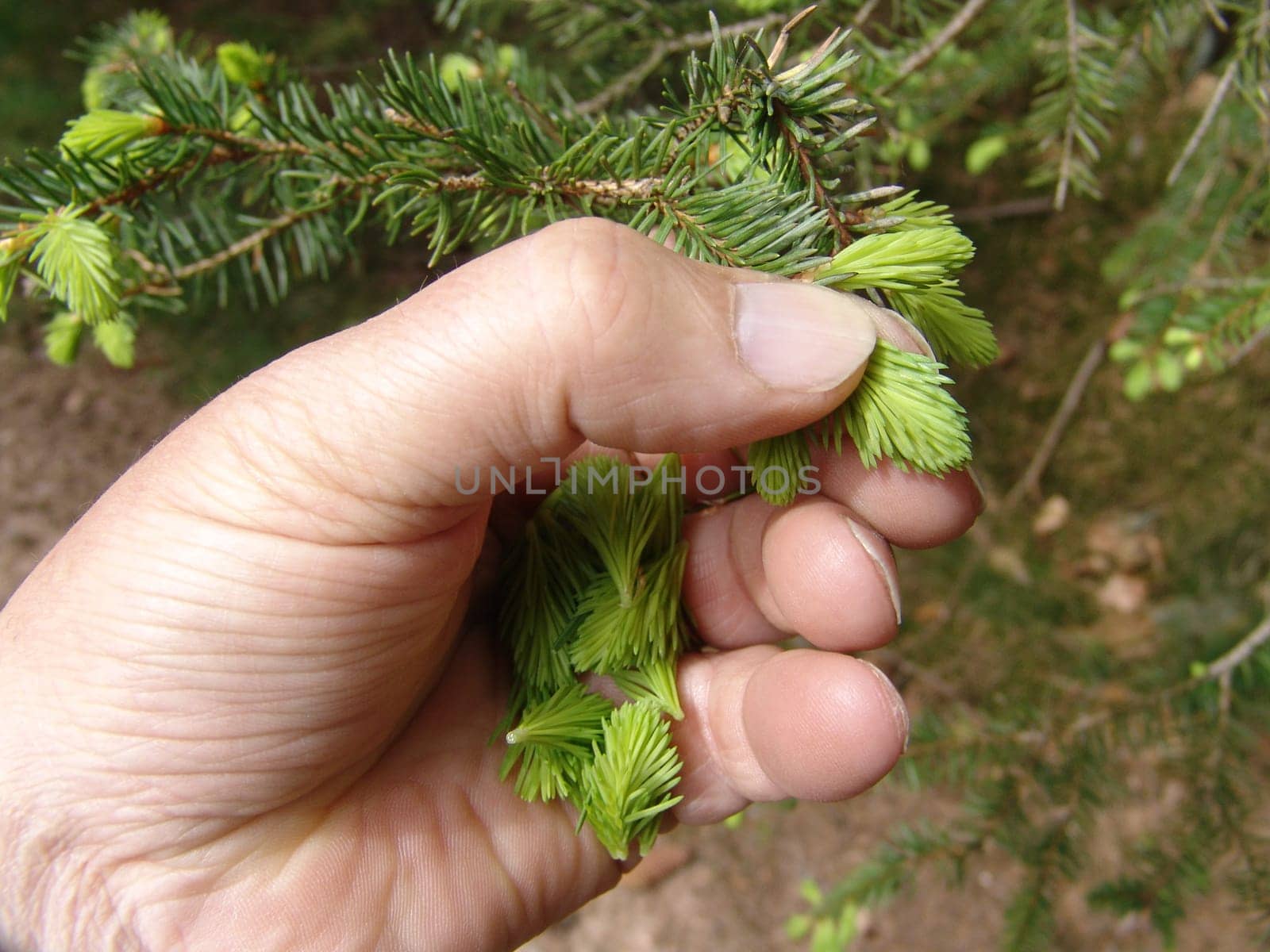 Collecting spruce tops