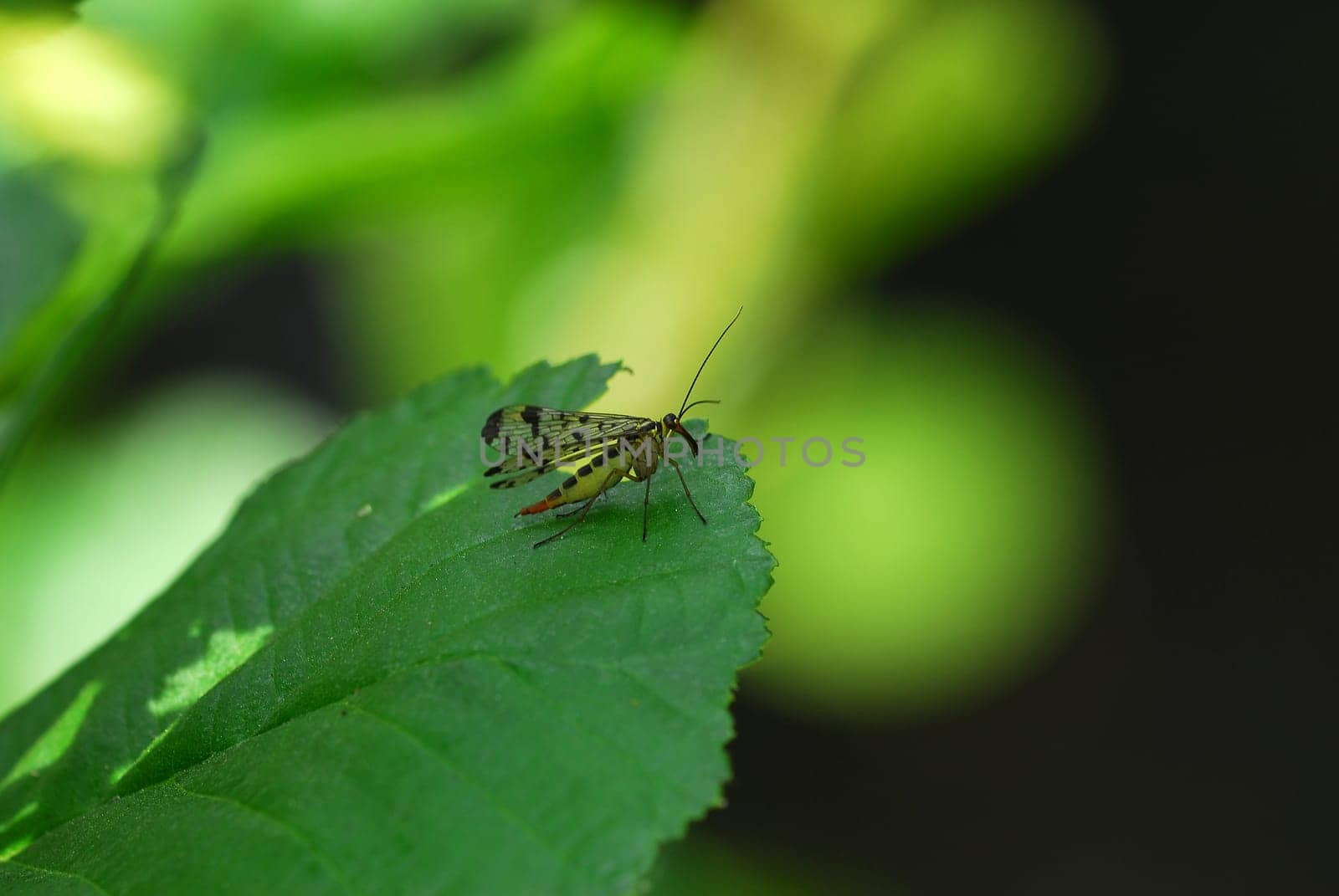 Scorpion fly