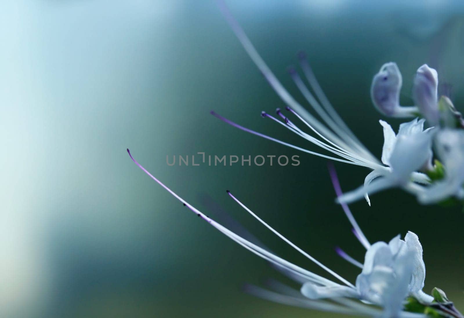 ortosiphon aristatus