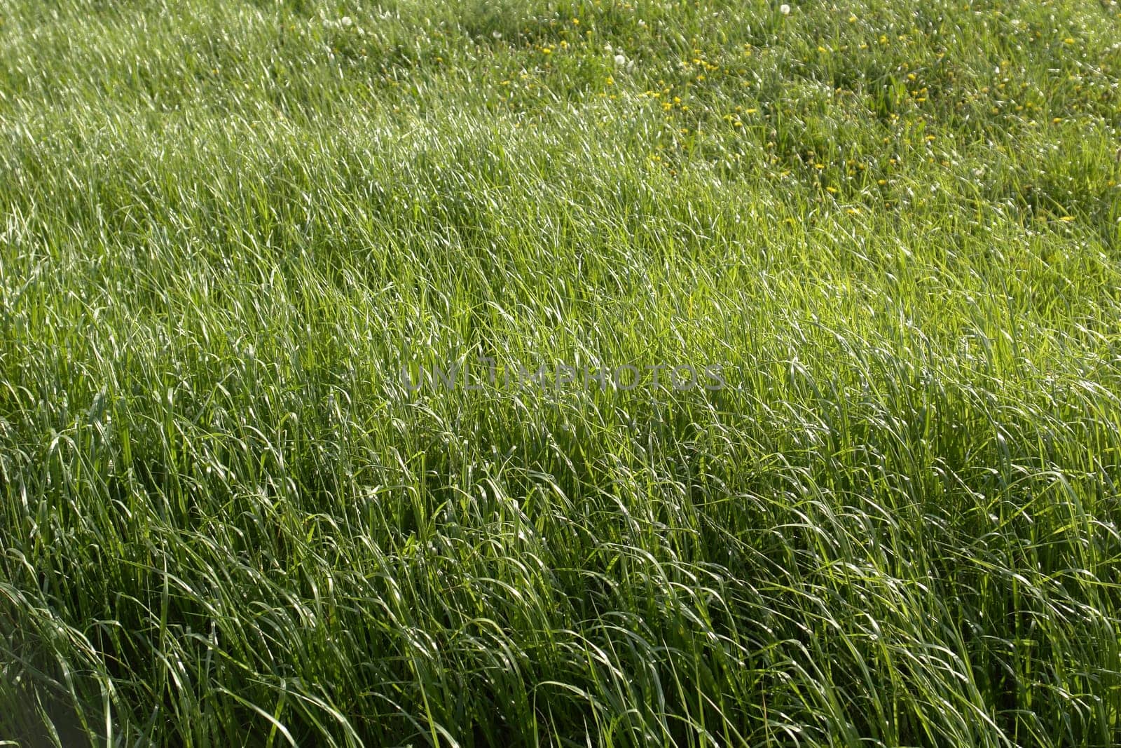 Meadow