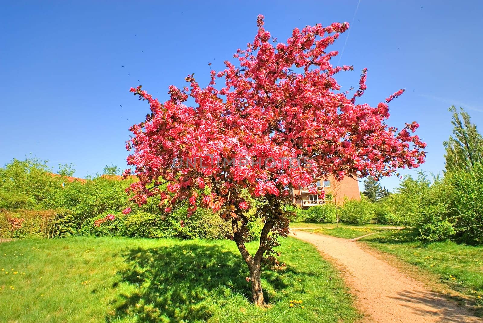 Wild pollination